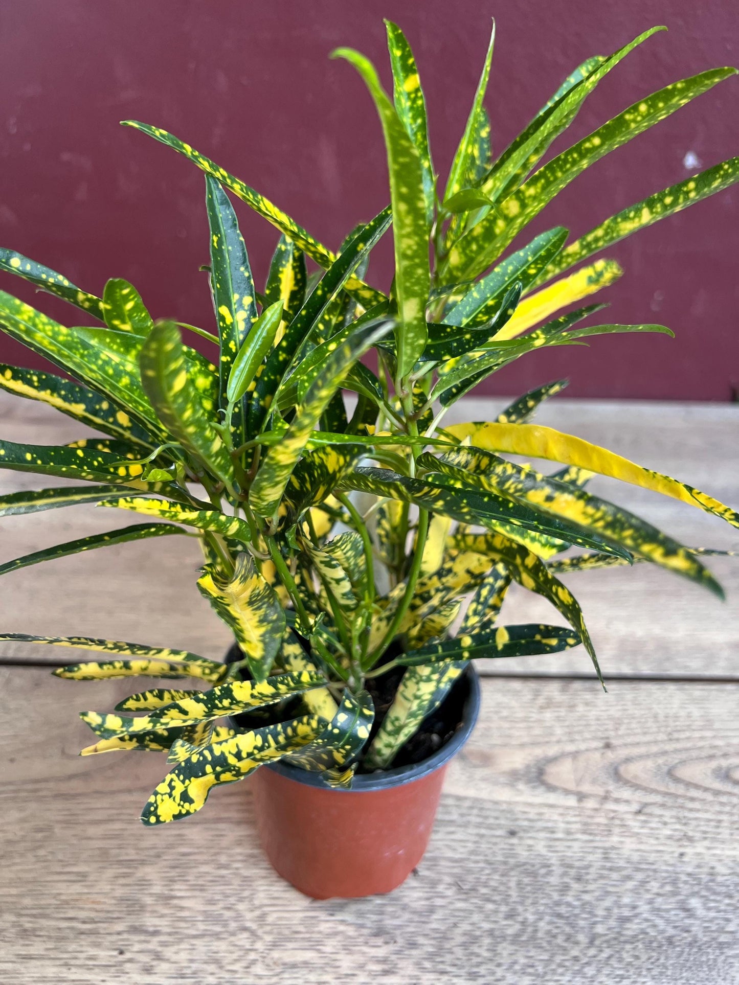 Croton Sunny Star in 4" Pot, house plant, indoor, outdoor