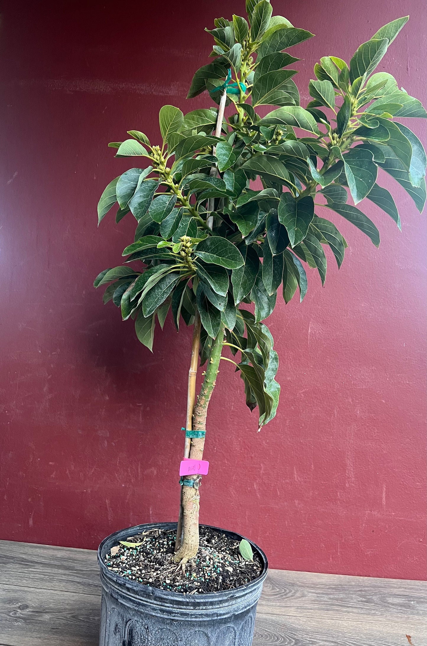 Avocado 'Choquette', Persia americana Tree , Grafted in 3 Gallon Pot, No Ship to HI