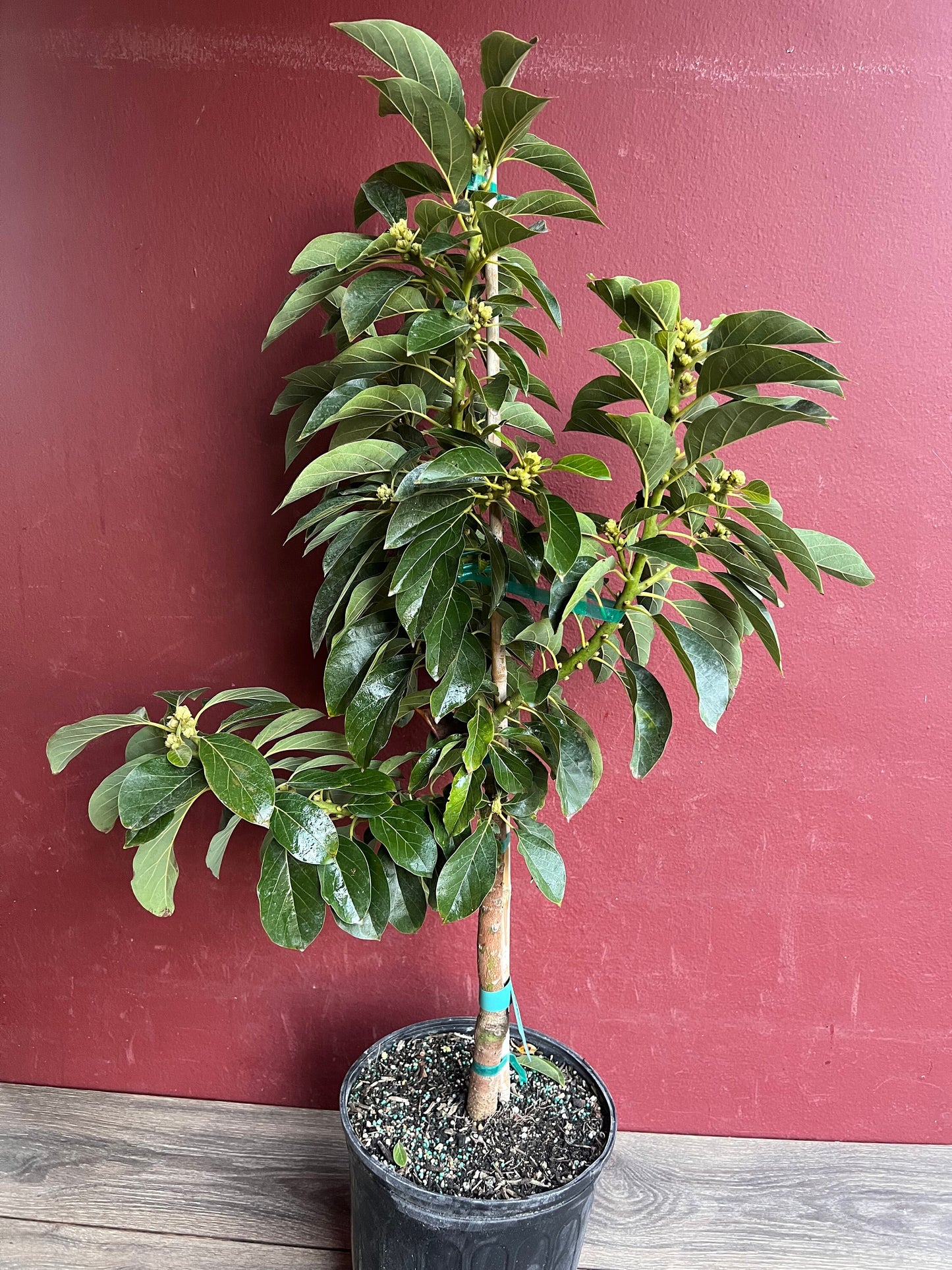 Russell Avocado Tree , Grafted in 3 Gallon Pot, No Ship to CA and HI