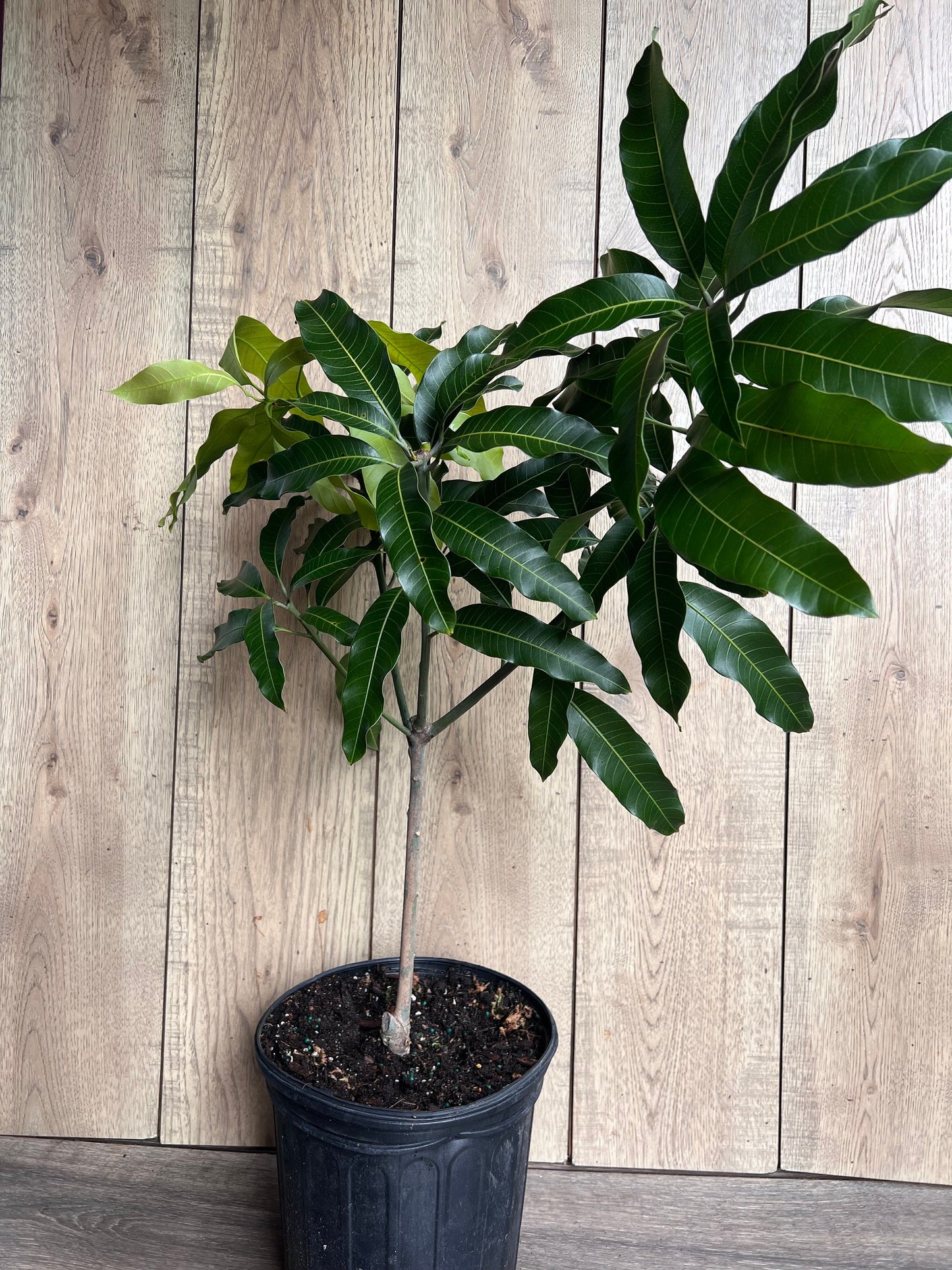 Glenn Mango Tree, grafted in 3 gallons pot, No Ship to CA and HI