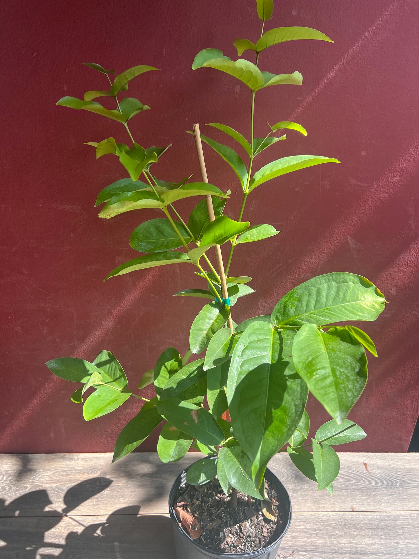 Red Wax apple, in 3 gallon, air layered, rose apple, jambu air, No Ship to CA and HI