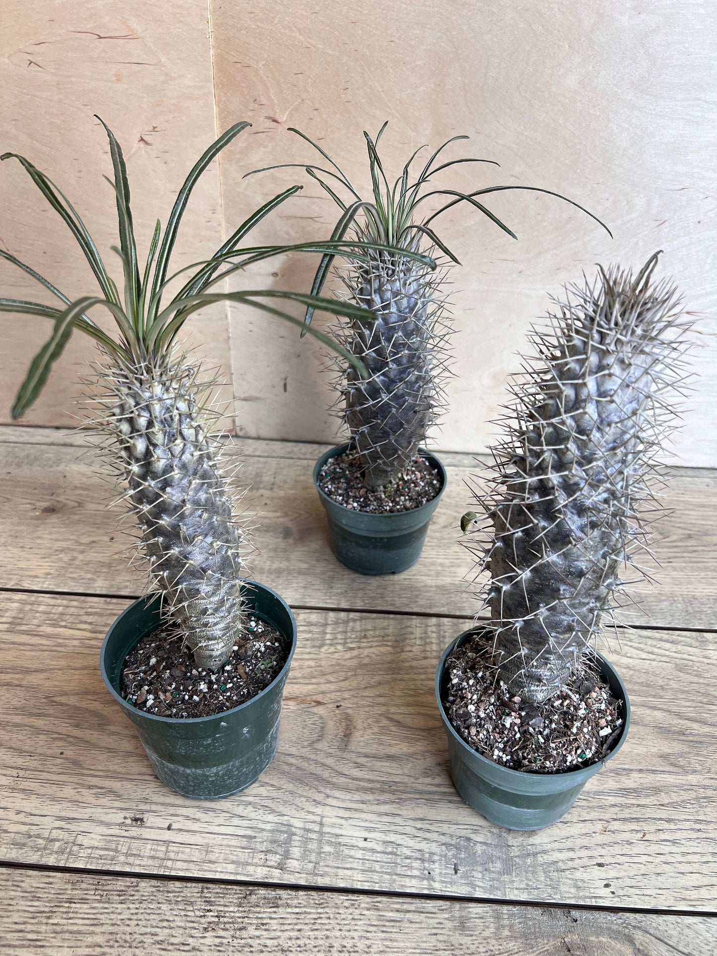 Madagascar Palm Tree in 4" Pot Lamerei Plant, Succulent