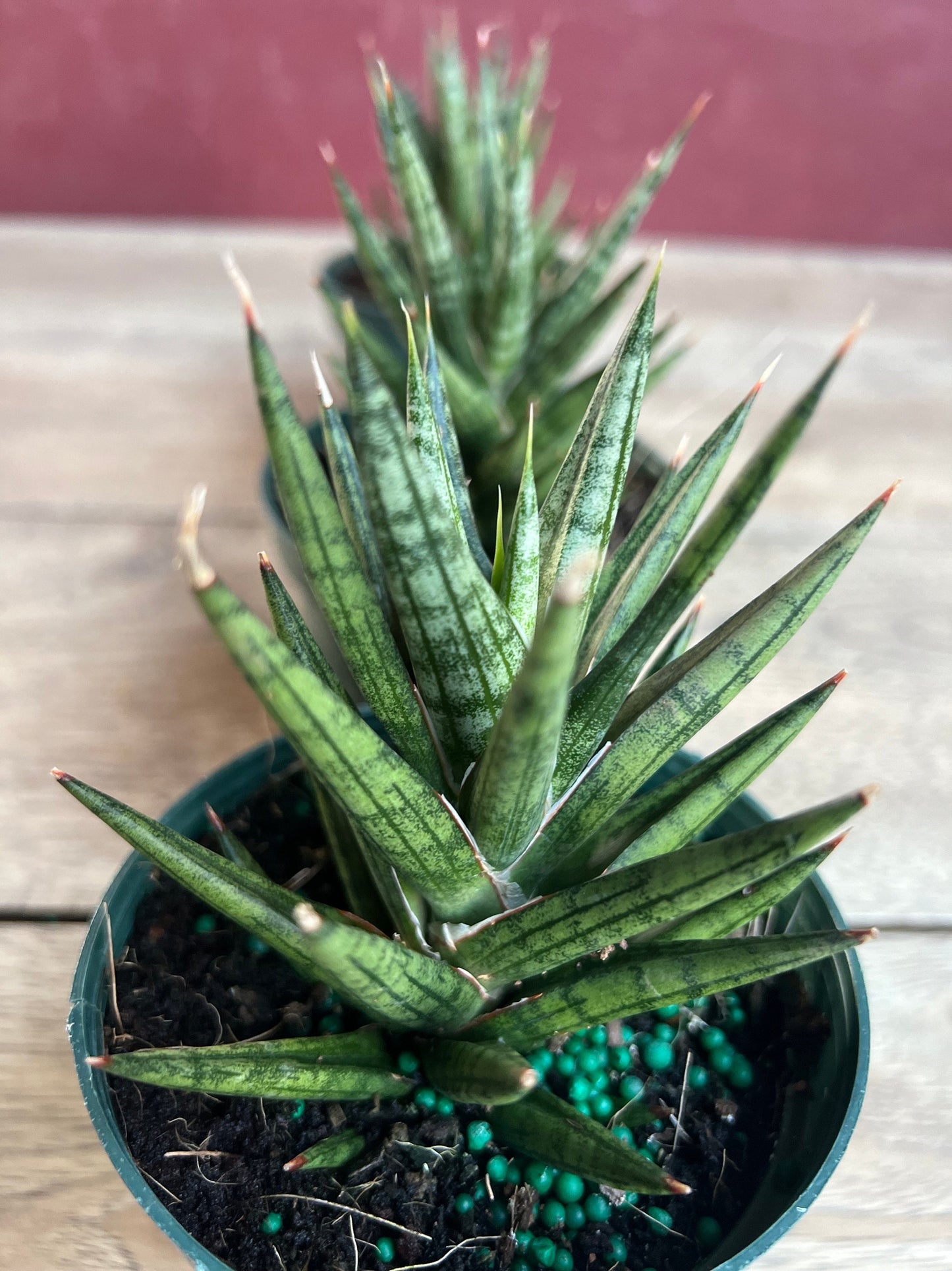 Sansevieria francisii 4”pot