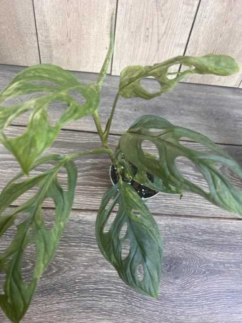Variegated Monstera Adansonii mint , in 4"pot, rare plant