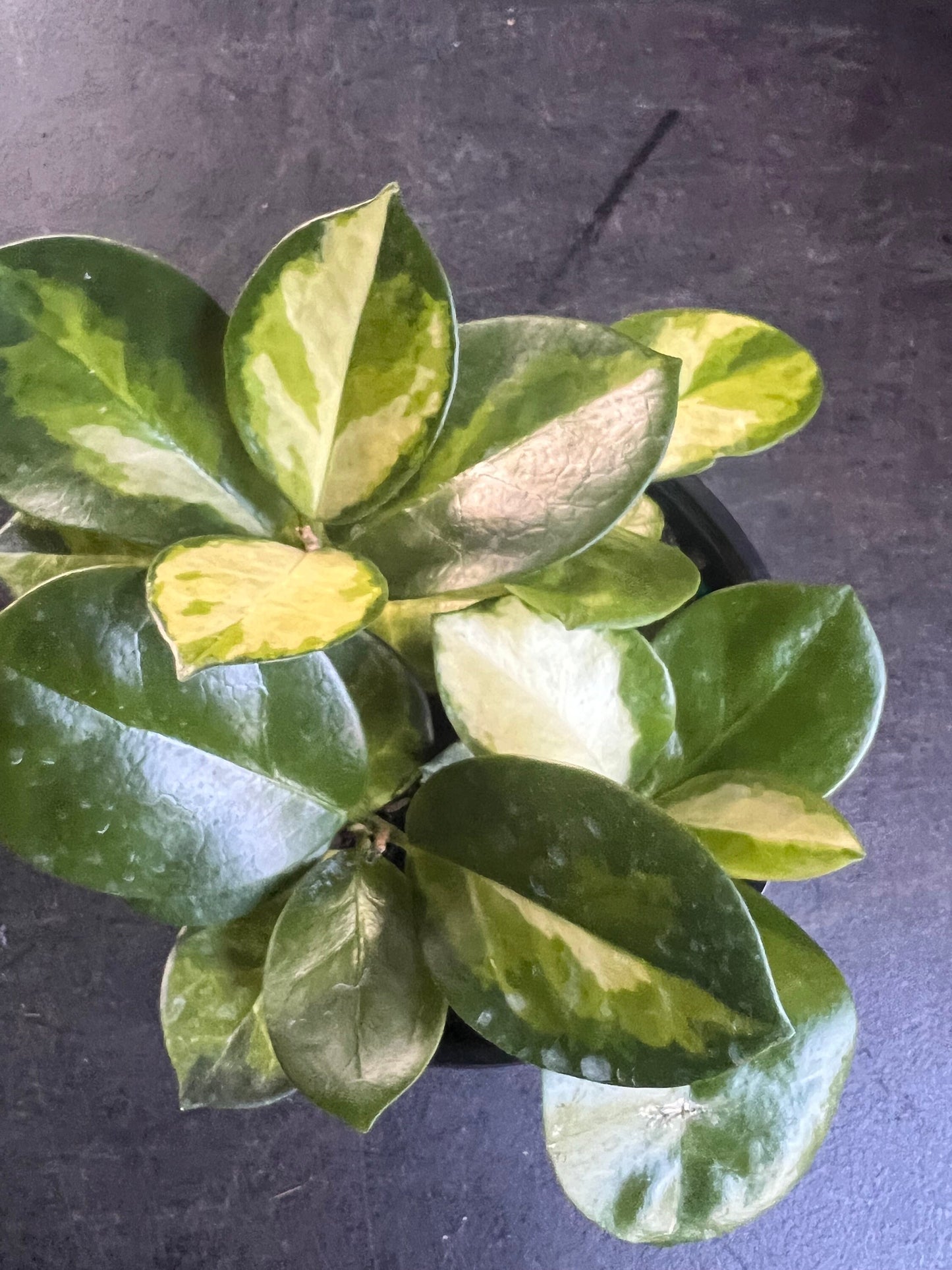 Hoya Australis Lisa in 6"Pot