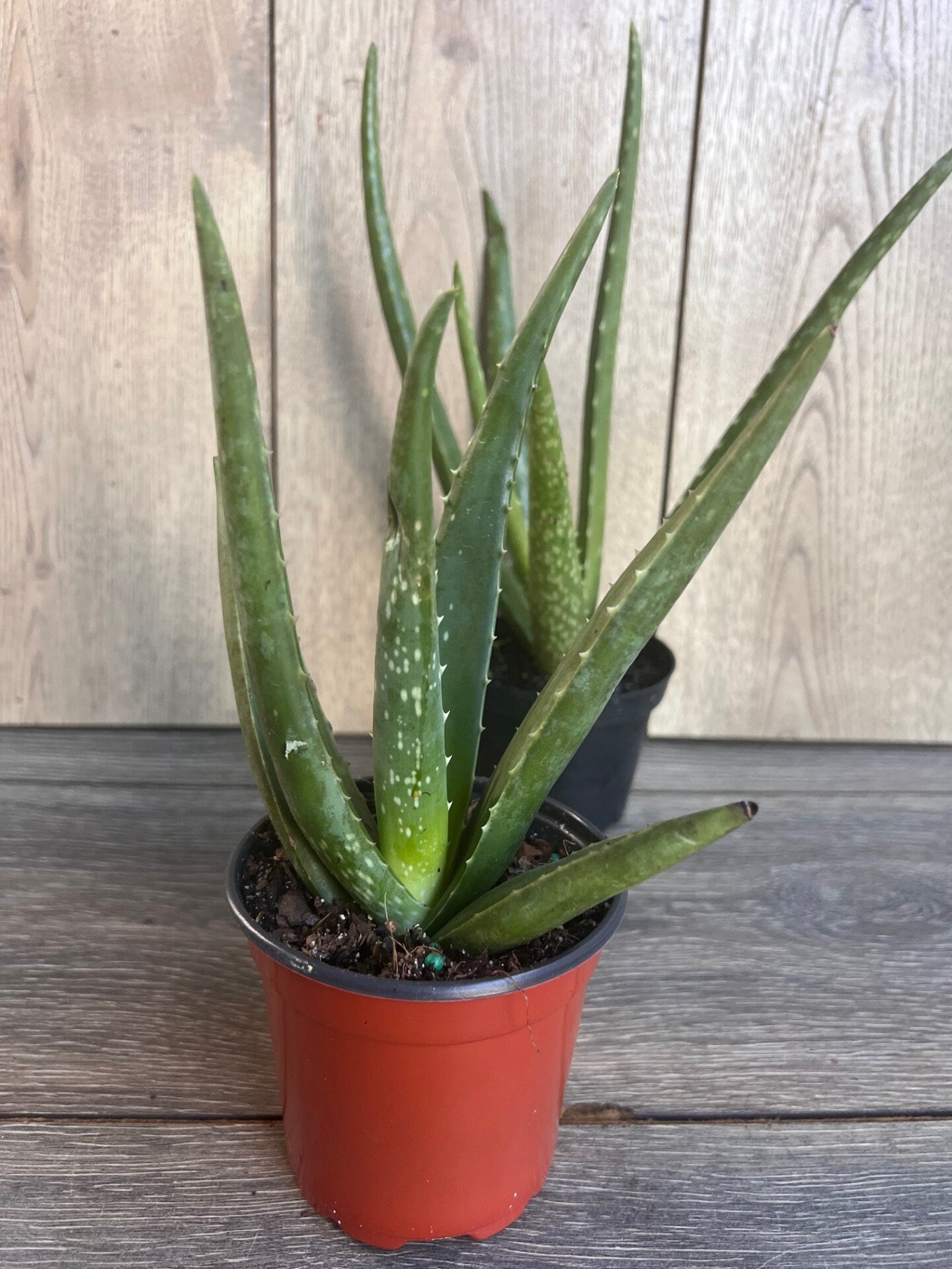 Aloe Vera Plant in 4" pot, house plant