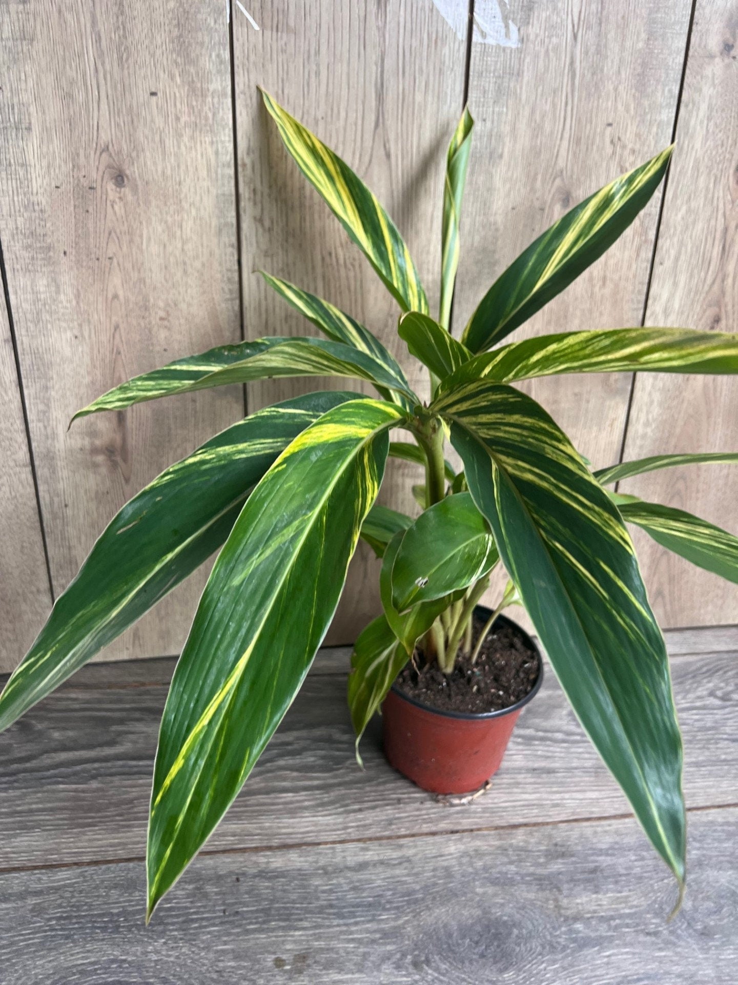 Variegated Shell Ginger (Alpinia Zerumbet ‘Variegata’) in 6" pot