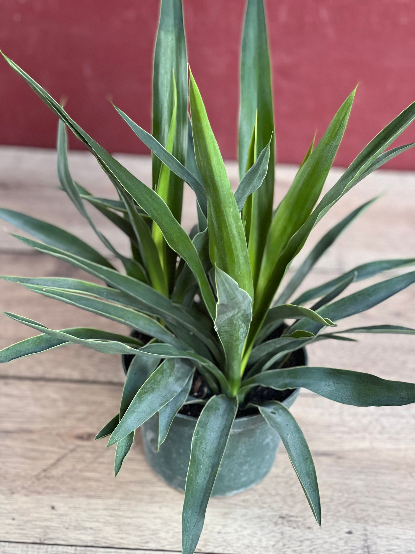 Dracaena Yucca Cane, Yucca Elephantipes ,Outdoor .Indoor , in 6"inches Pot