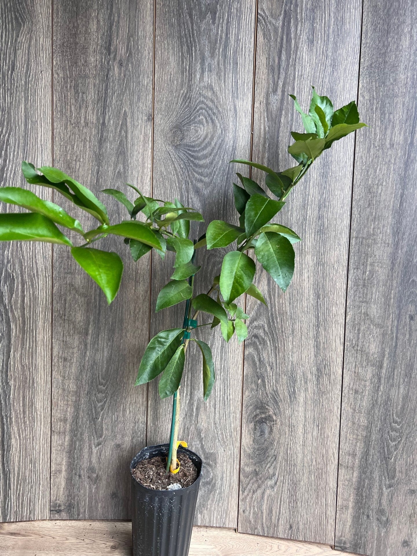 Ponderosa Lemon in half Gallon Pot, Grafted, Florida Shipping Only