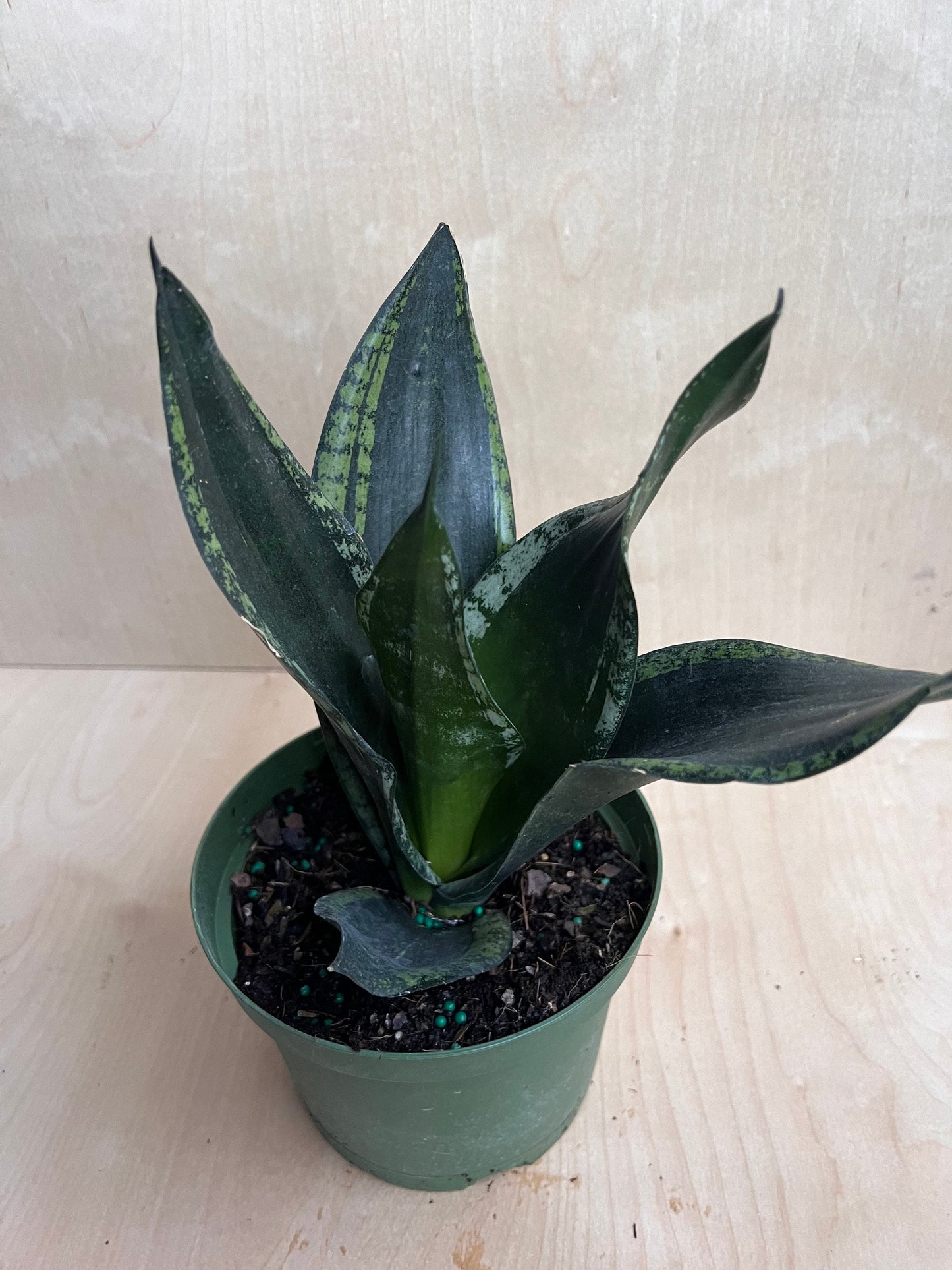 Sansevieria Whitney, Sansevieria Silver Flame, in 6" Inches pot, Mother in law