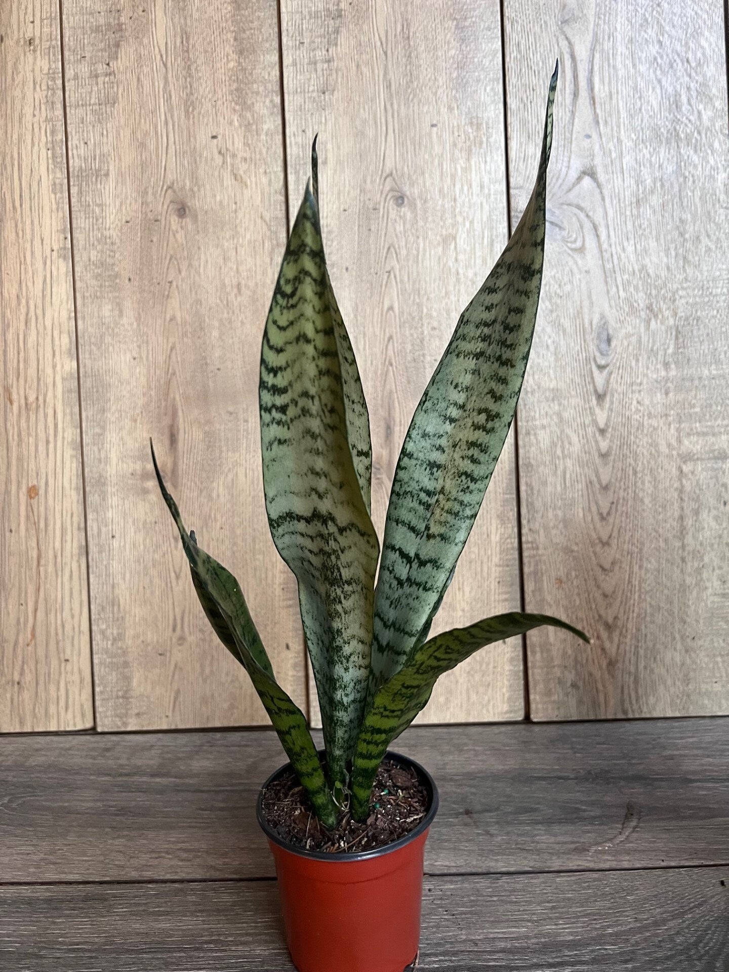 Sansavieria Zeylanica, in 4"pot, snake plant