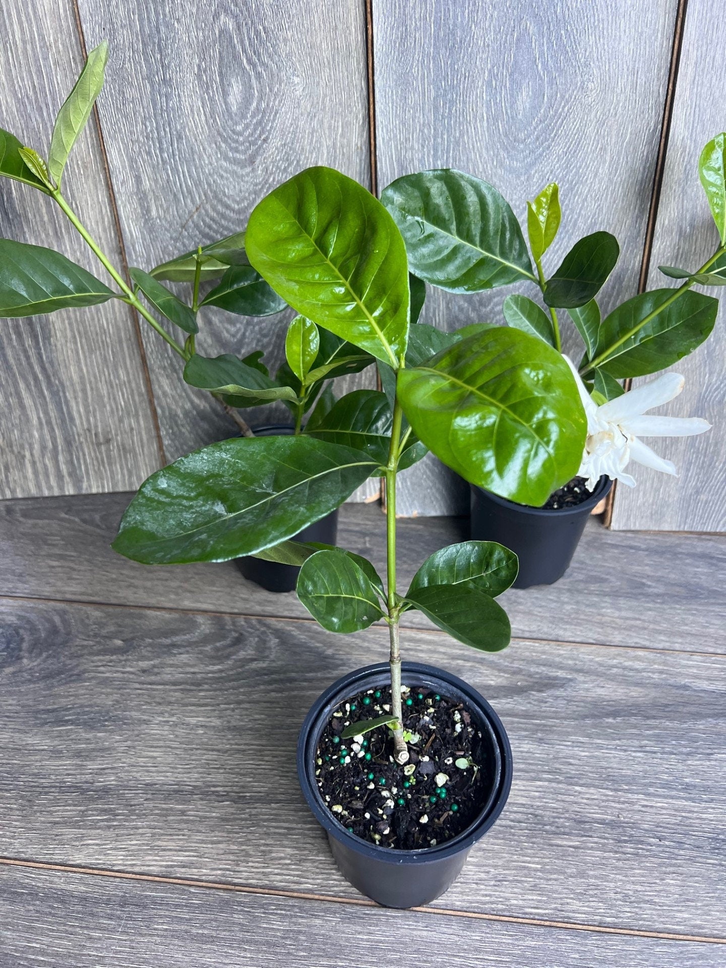 Gardenia in 4" pot
