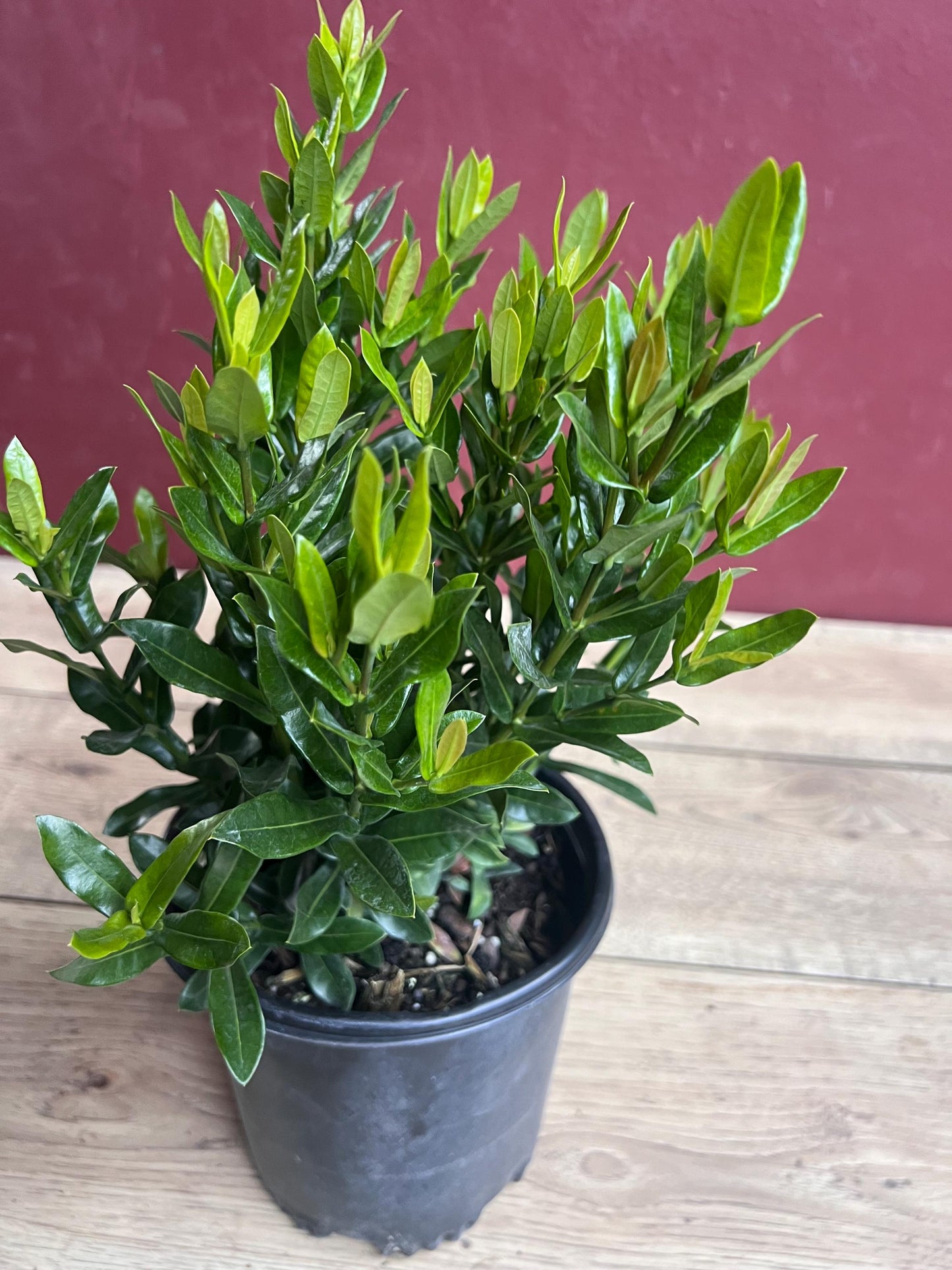 Ixora Taiwanese Red in 6" Pot, Carmen Dwarf Red, Ixora