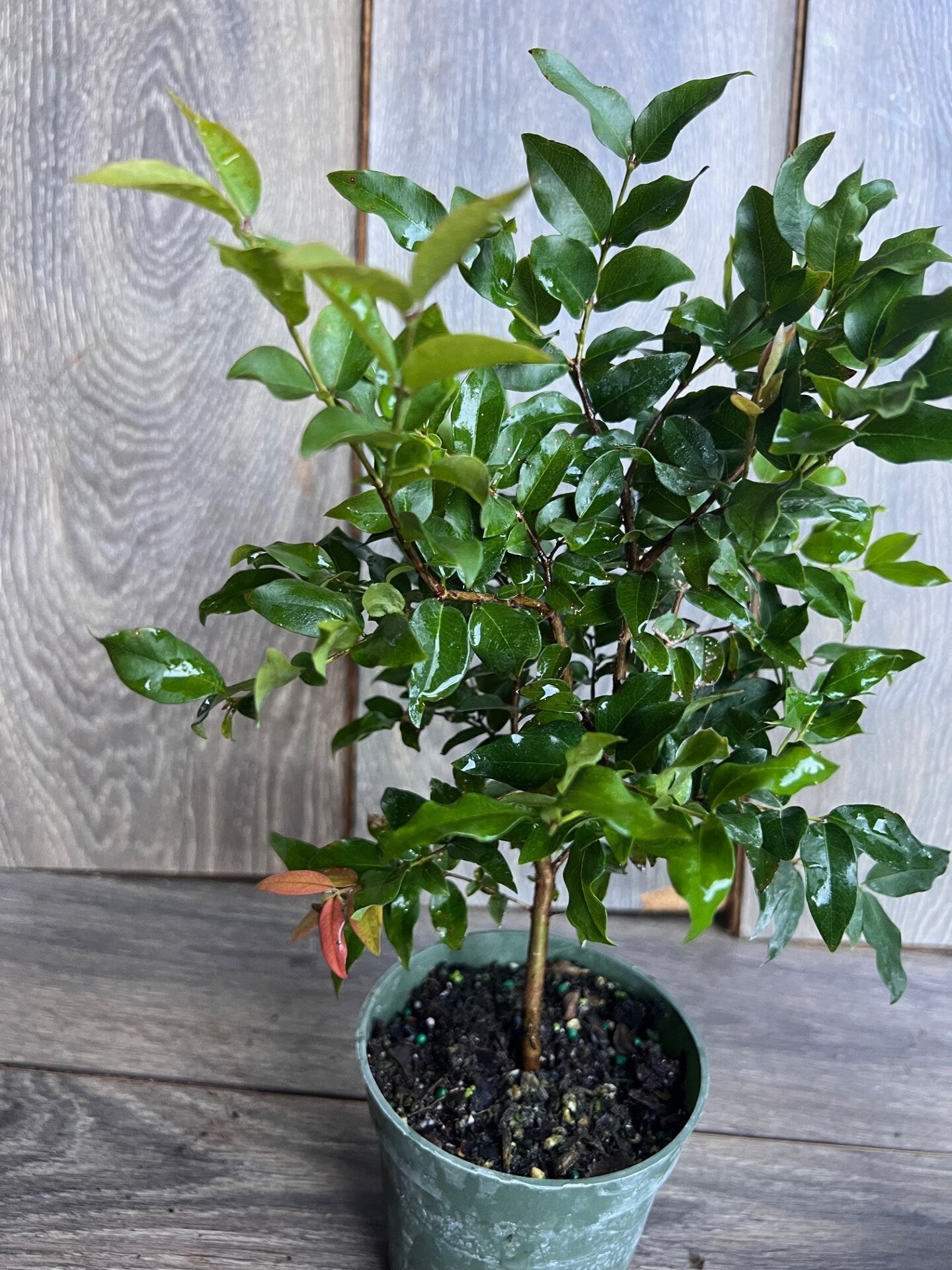 Myrciaria cauliflora Precoce, dwarf Jaboticaba Fruit Tree in 4" Pot