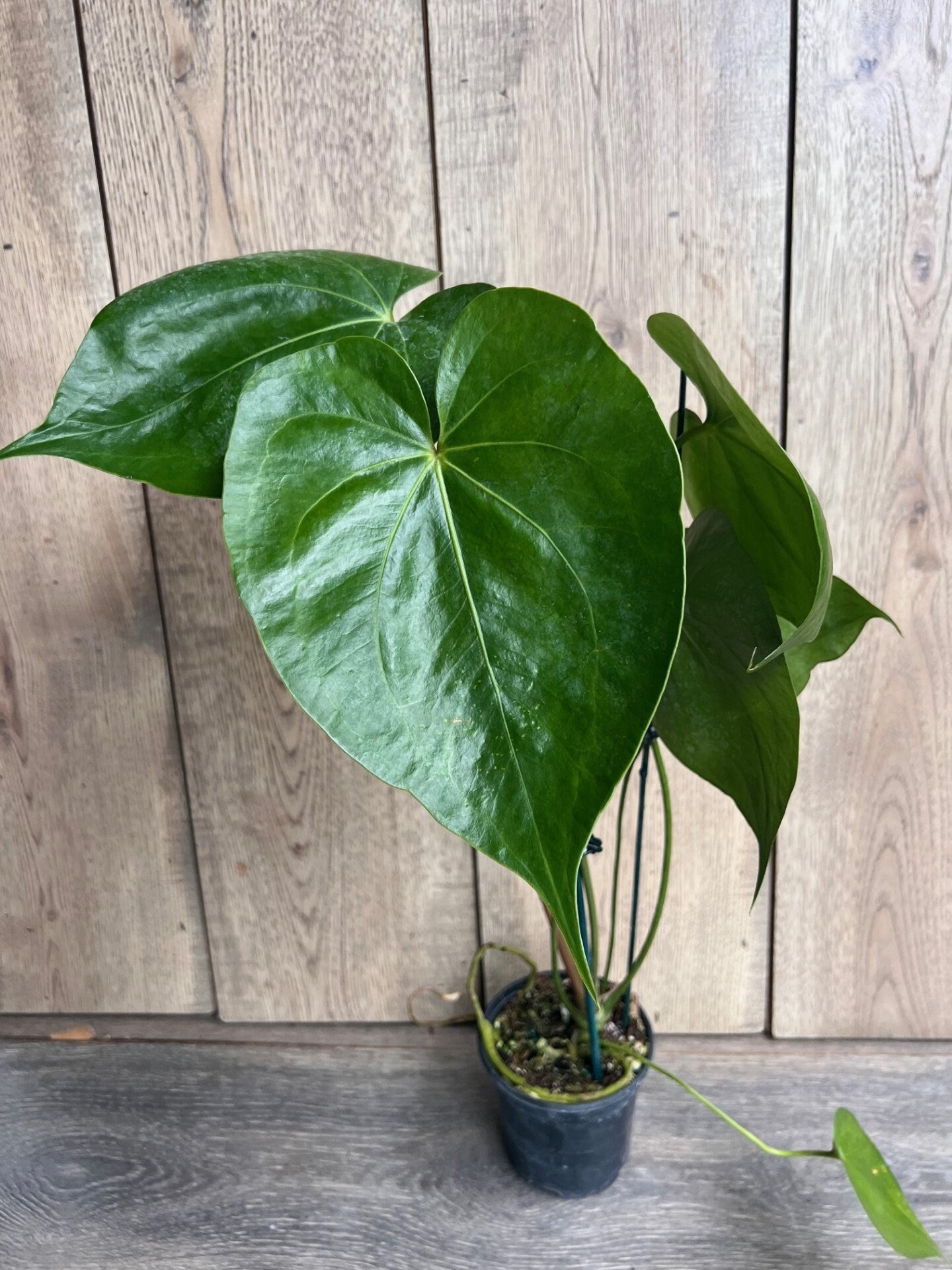 Anthurium faustomirandae, Faustino’s Giant in 4" Pot