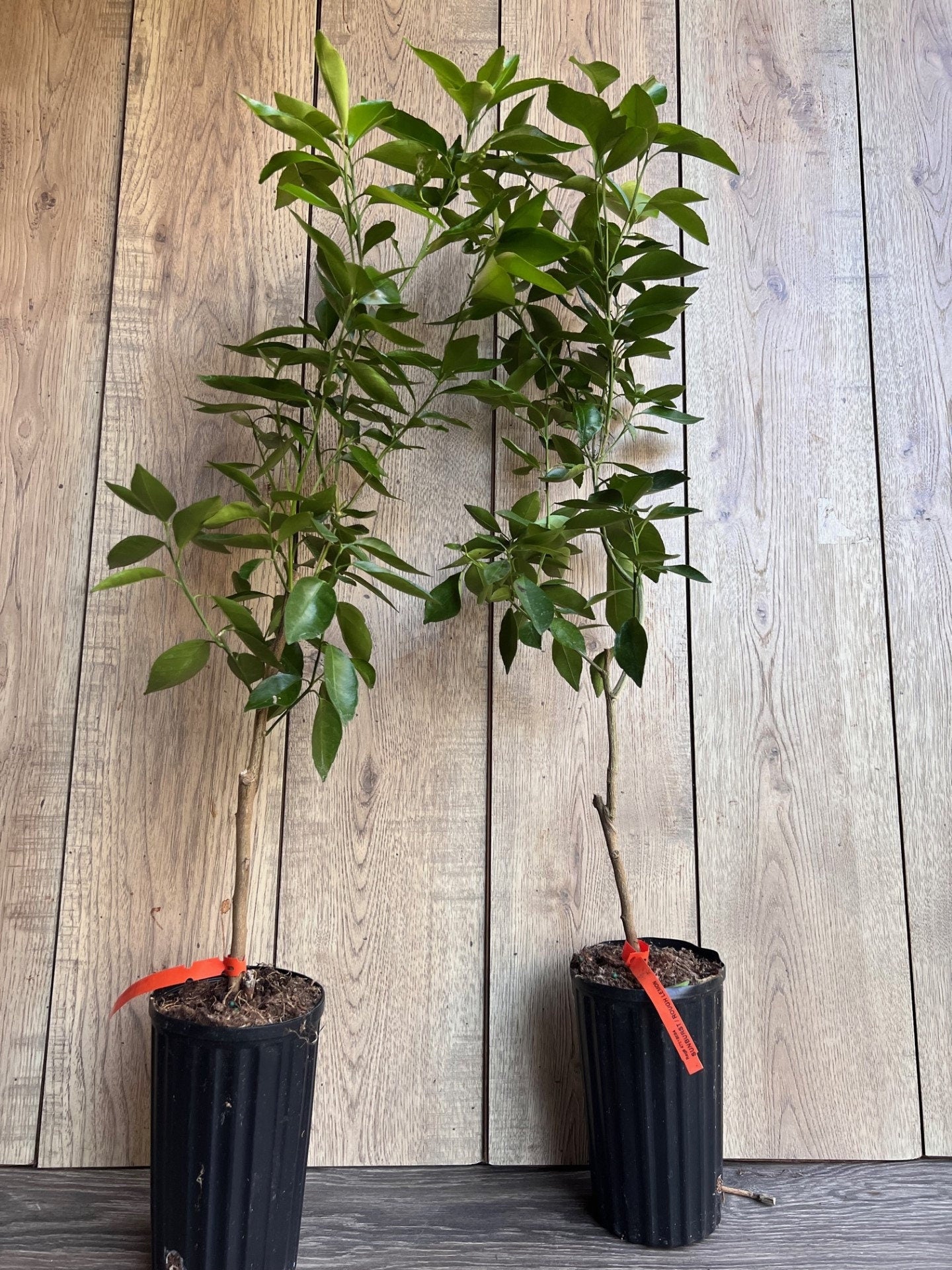 Cara Cara Orange Tree in half Gallon Pot, Grafted. Florida Shipping Only