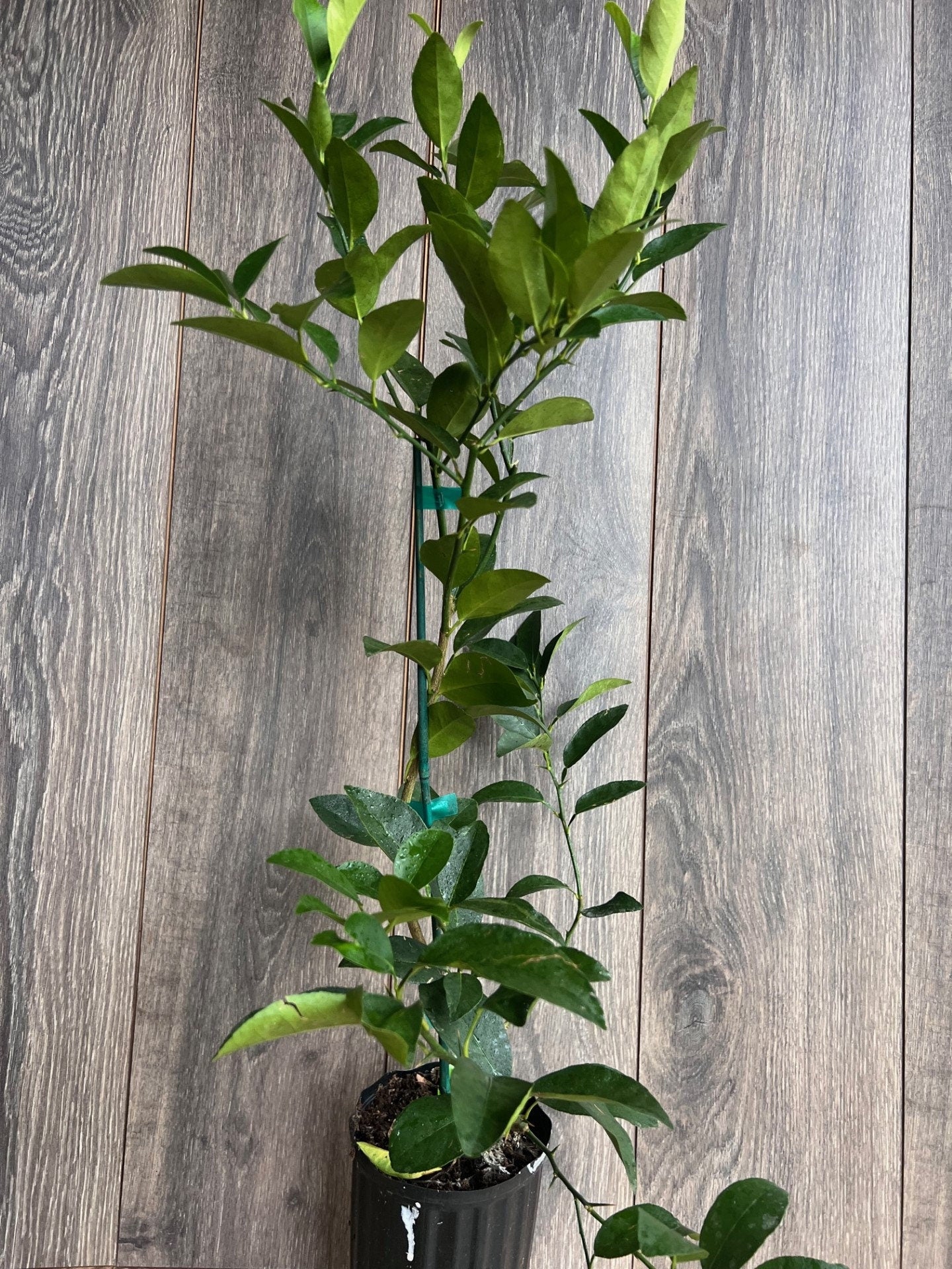 Persian lime Treein half Gallon Pot, Grafted, Cirus x Latifolia, Bearss Lime, Tahiti Lime, Florida Shipping Only