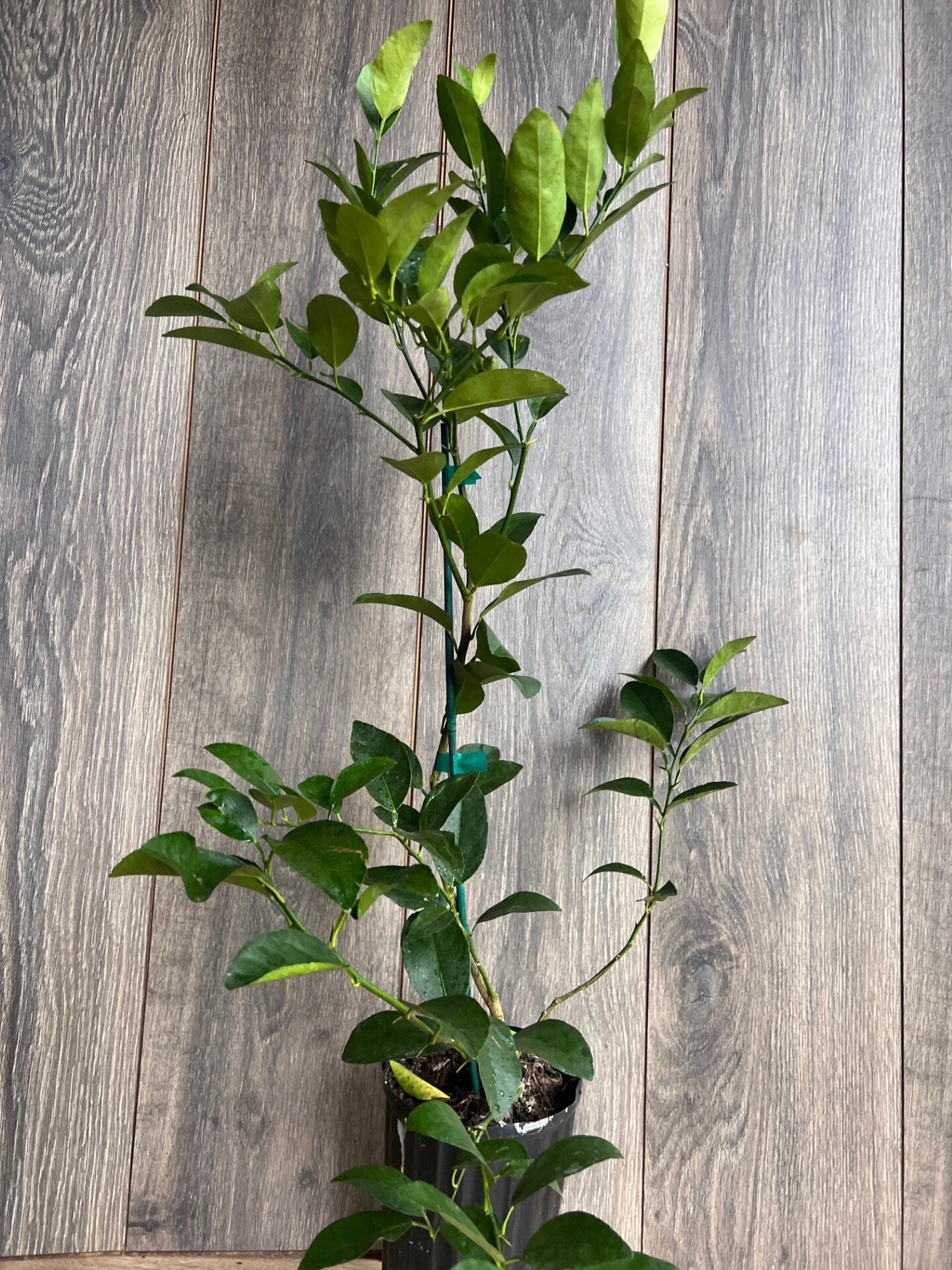 Persian lime Treein half Gallon Pot, Grafted, Cirus x Latifolia, Bearss Lime, Tahiti Lime, Florida Shipping Only