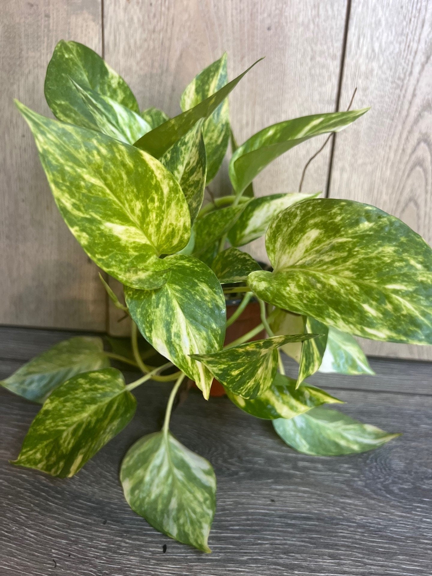 Golden Pothos in 4" Pot. Air purifying,, Live, Air purifyingHouse plant, Devil's Ivy Epipremnum Aureum