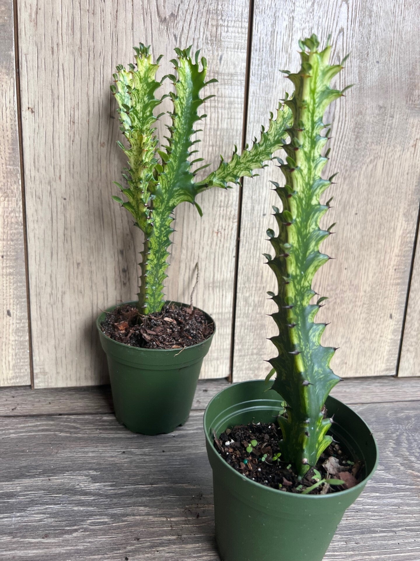 Euphorbia Lactea Variegated, Dragon Bone in 4" Pot, rare, cactus , succulent, Lacei variegata