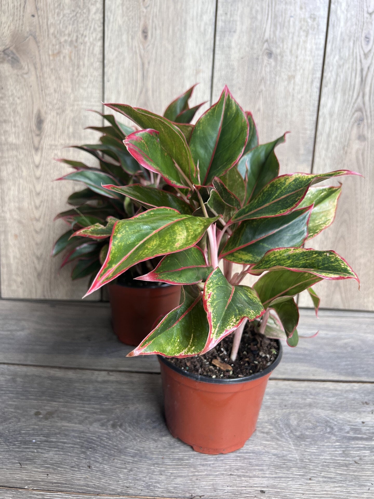 Aglaonema Siam, Siam Aurora Aglaonema in 6" Pot
