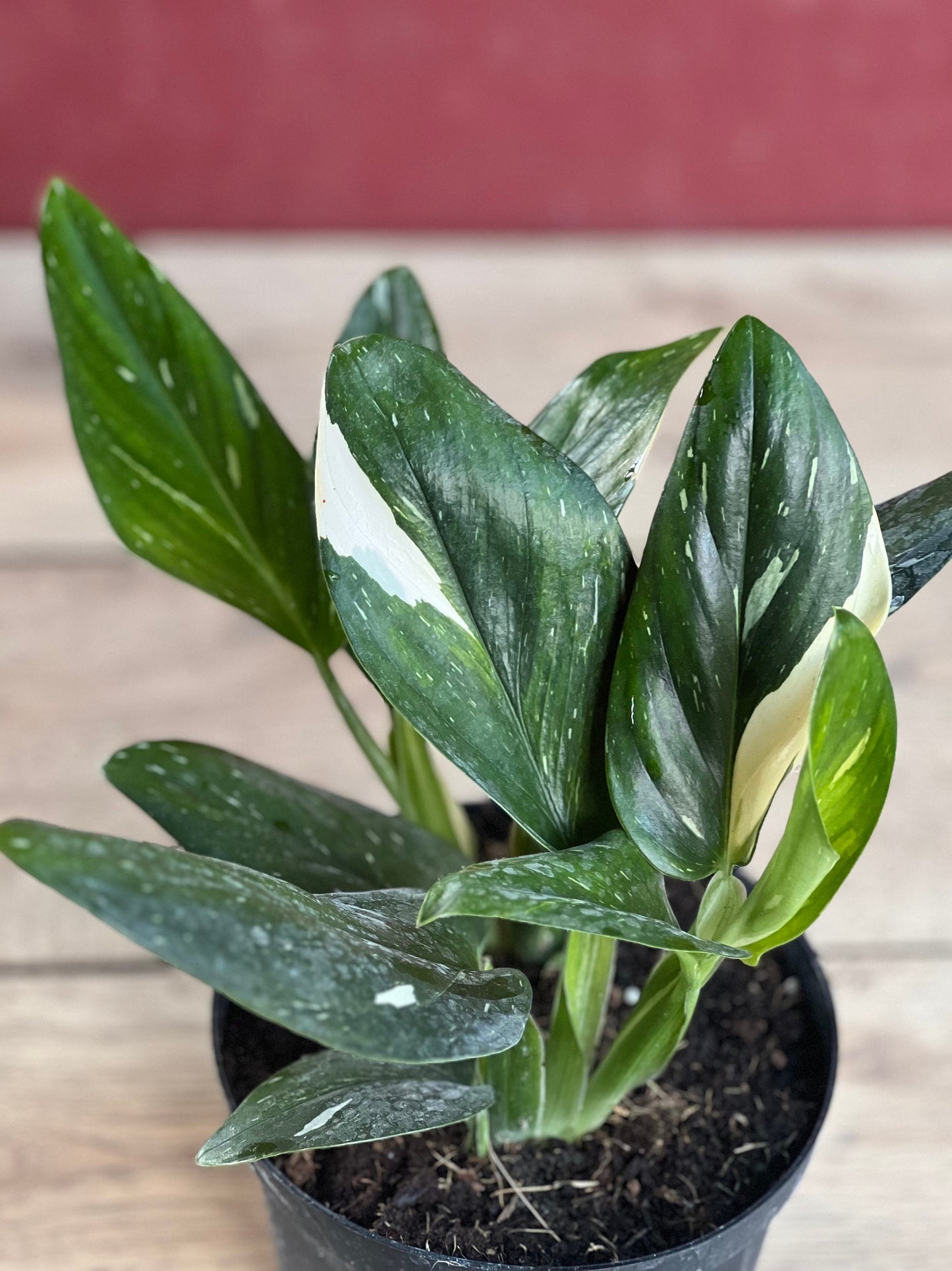 Monstera Standleyana Albo in 6" Pot , Philodendron Cobra