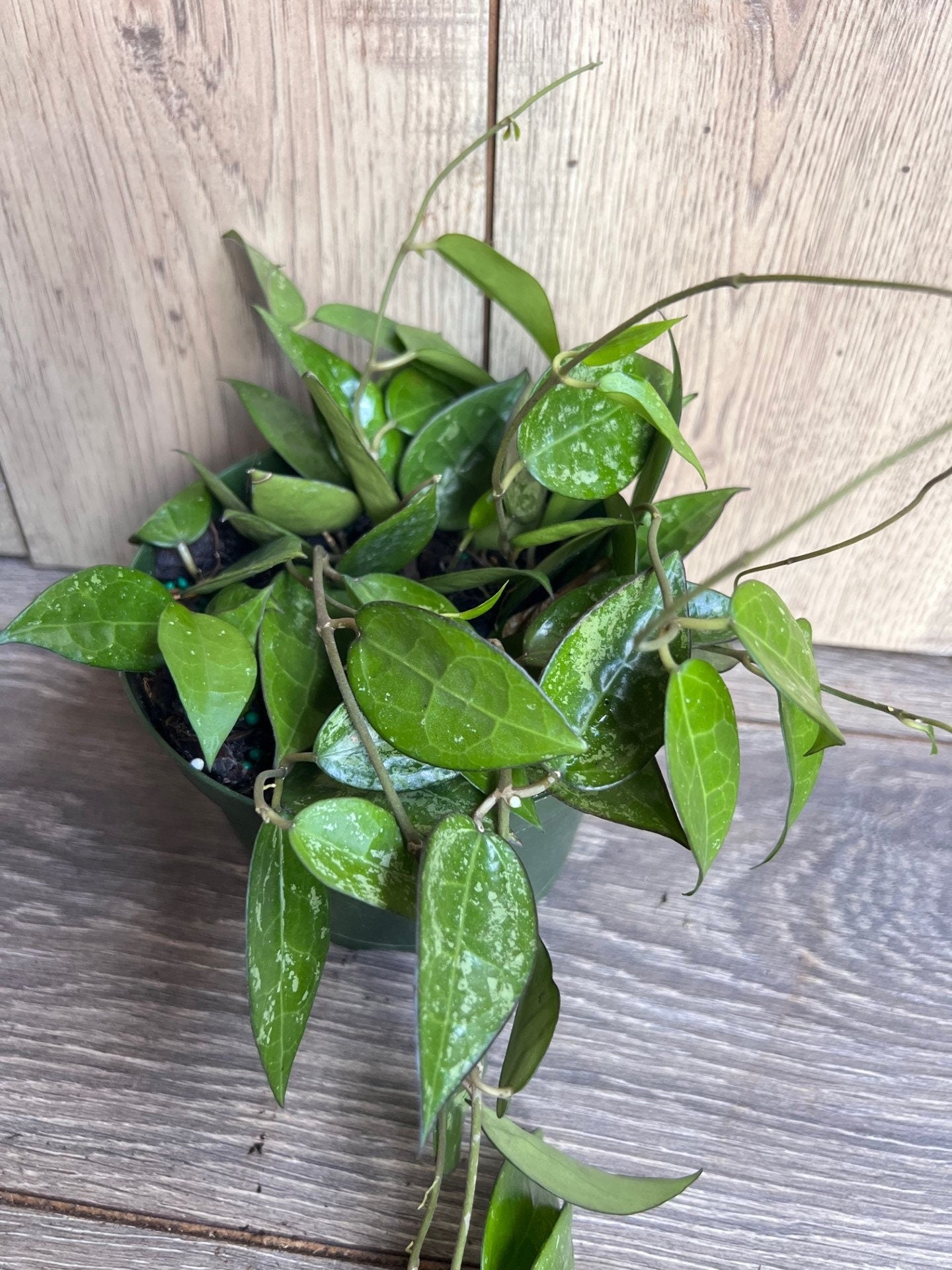 Hoya Black Margin 6" Pot