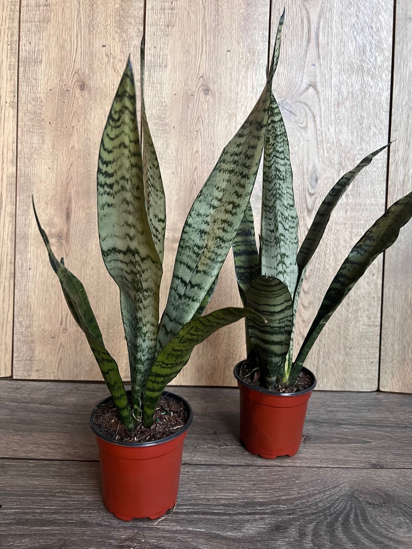 Sansavieria Zeylanica, in 4"pot, snake plant