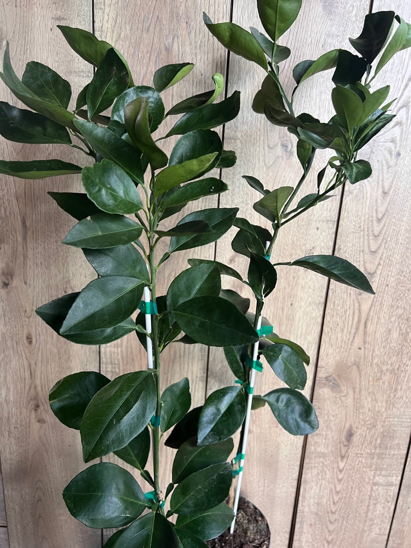 Shiranui Dekopon Mandarin Orange tree in Half Gallon Pot, Shiranui, Tangerine GRAFTED, Florida Shipping Only