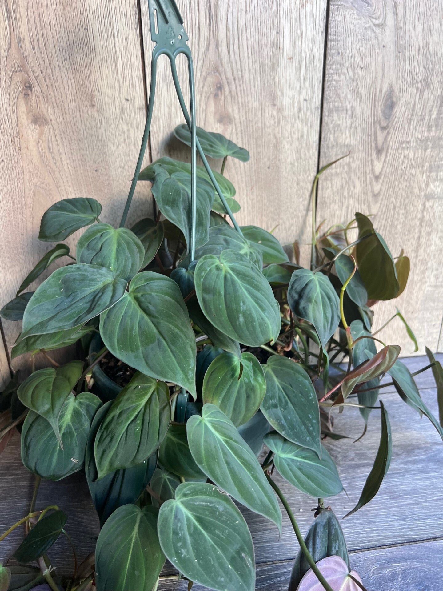 Philodendron Micans in 8'' HB pot