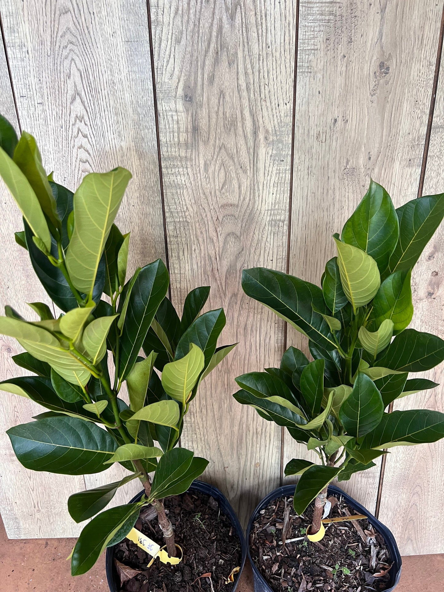 J31 Jack Fruit, Dwarf in 3 Gallon Pot, Grafted, Artocarpus heterophyllus, no ship to CA and HI