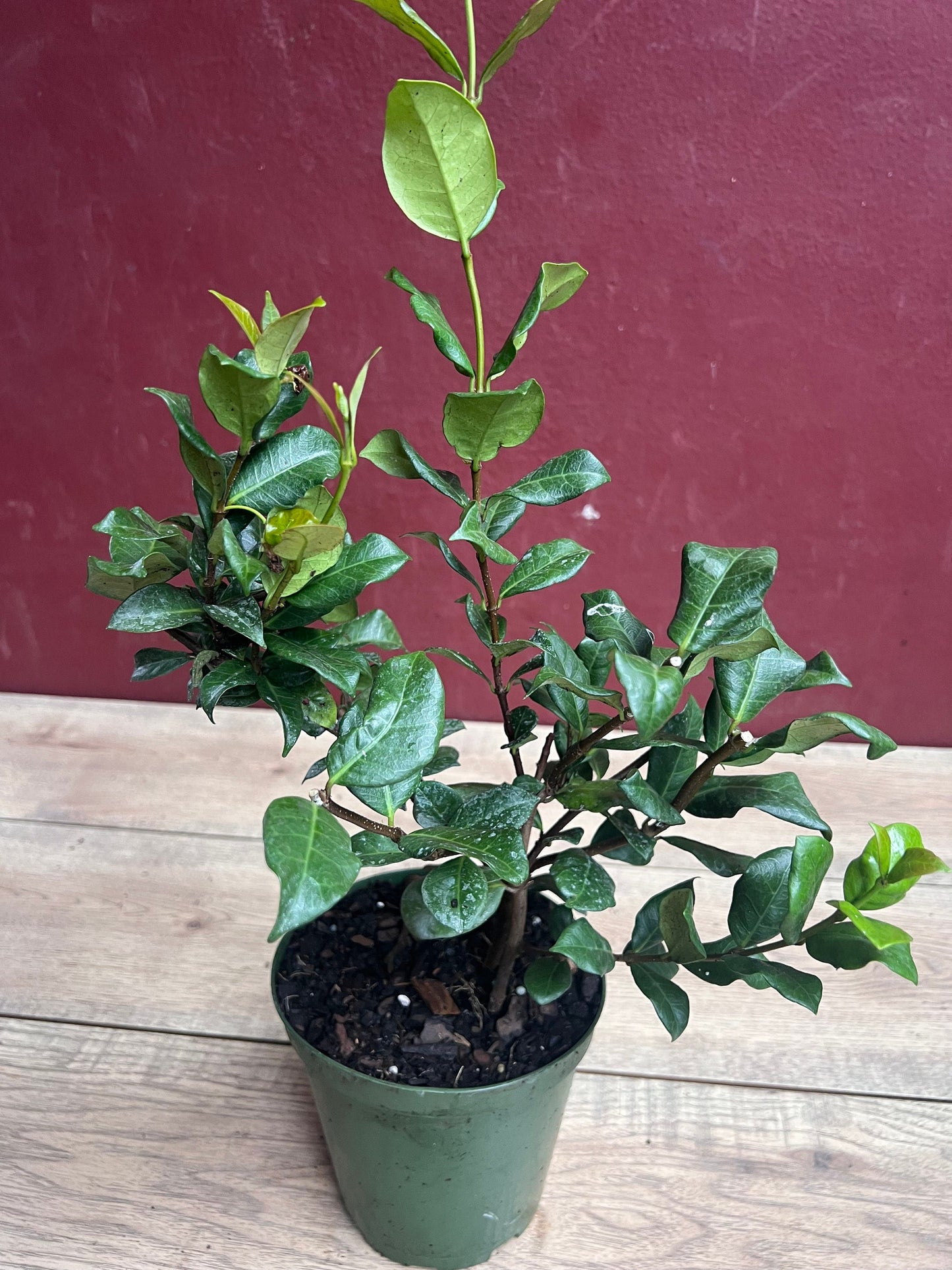 Confederate Jasmine, Trachelospermum jasminoides, star jasmine in 6" Pot