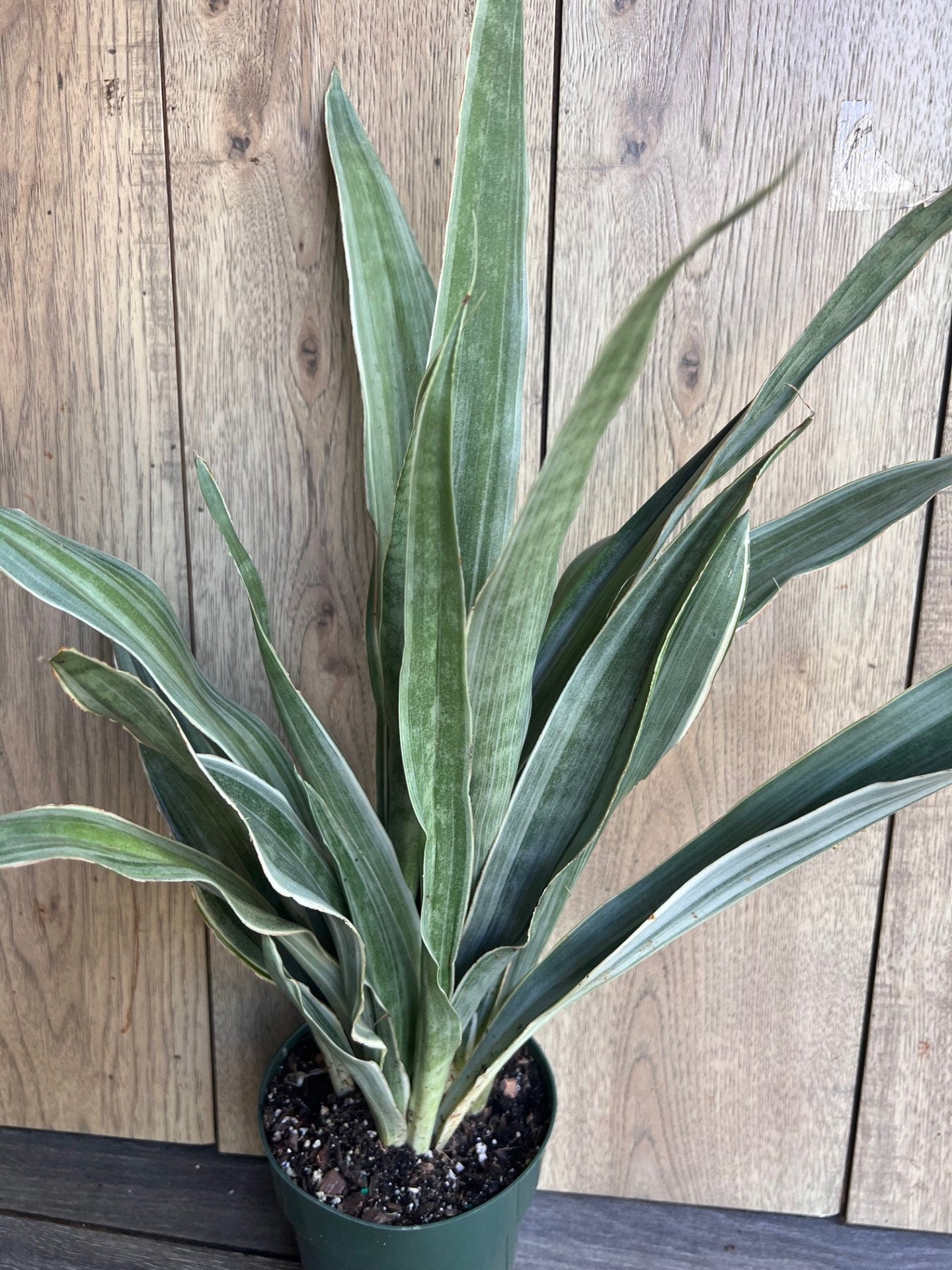 Sansevieria Sayuri in 6" pot, Snake Plant