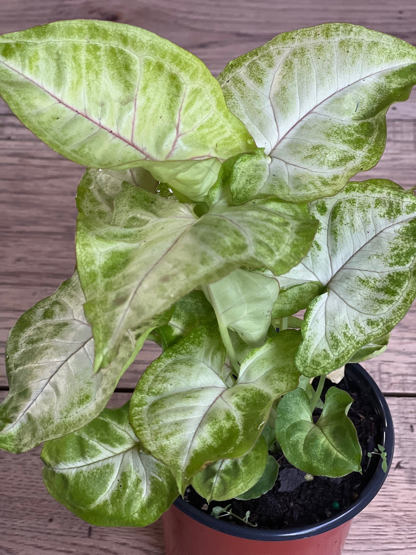 Syngonium Gold Allusion in 4" Pot