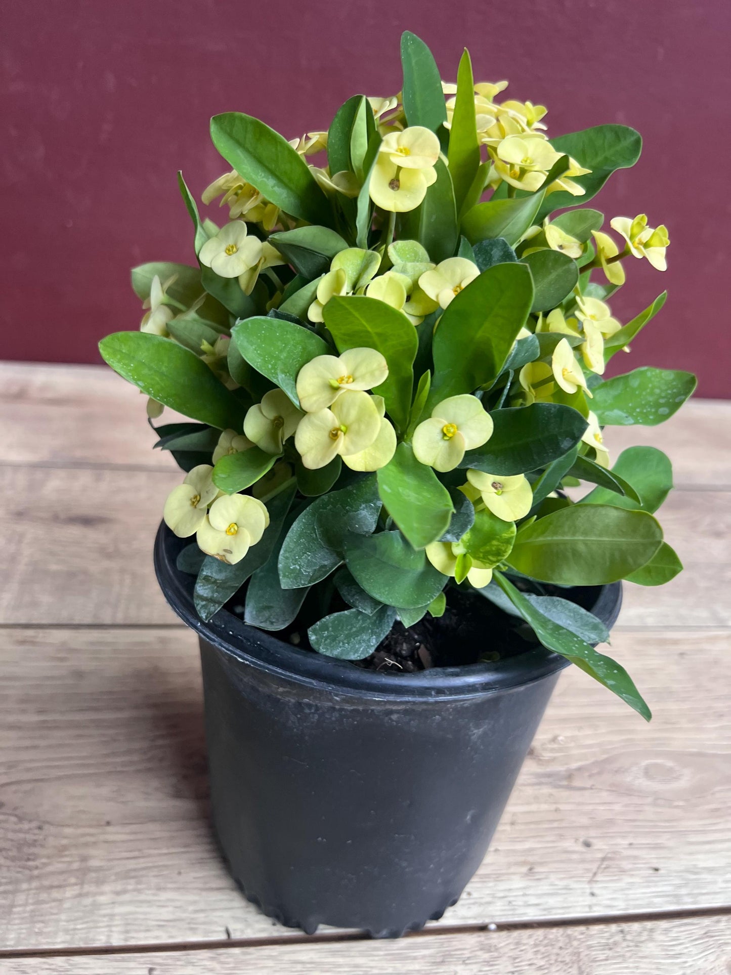 Crown of Thorns, Yellow in 6" Pot, Euphorbia milii