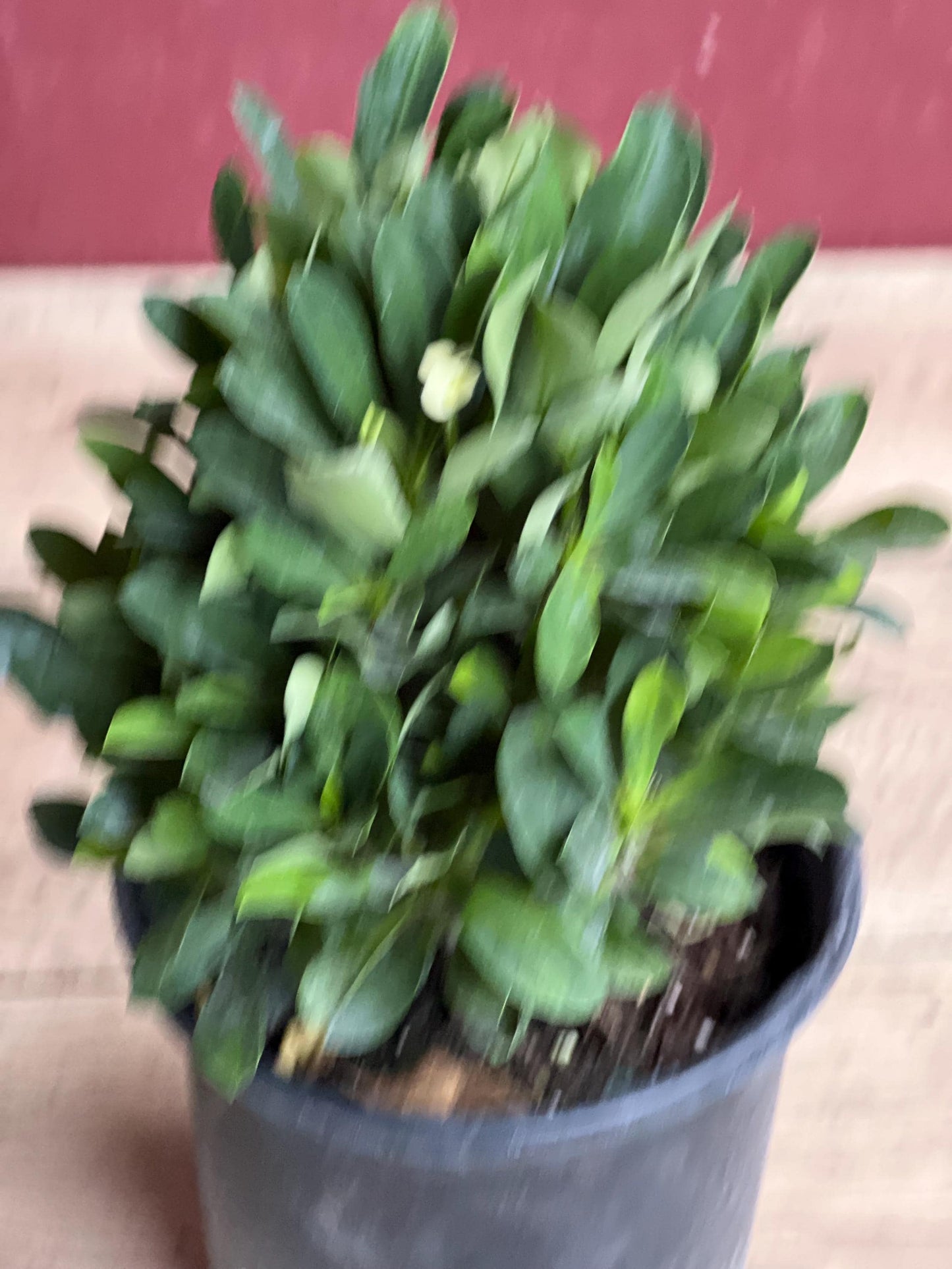 Crown of Thorns, White in 6" Pot, Euphorbia milii