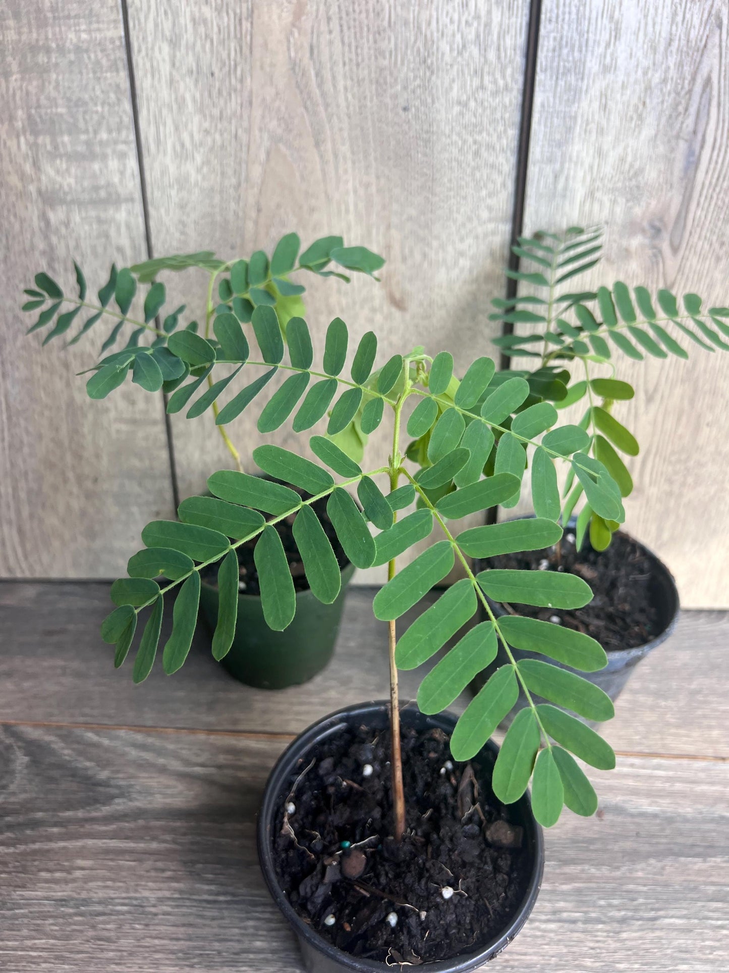 Tamarind tree, Tamarindus indica in 4" Pot, Pohon Asem