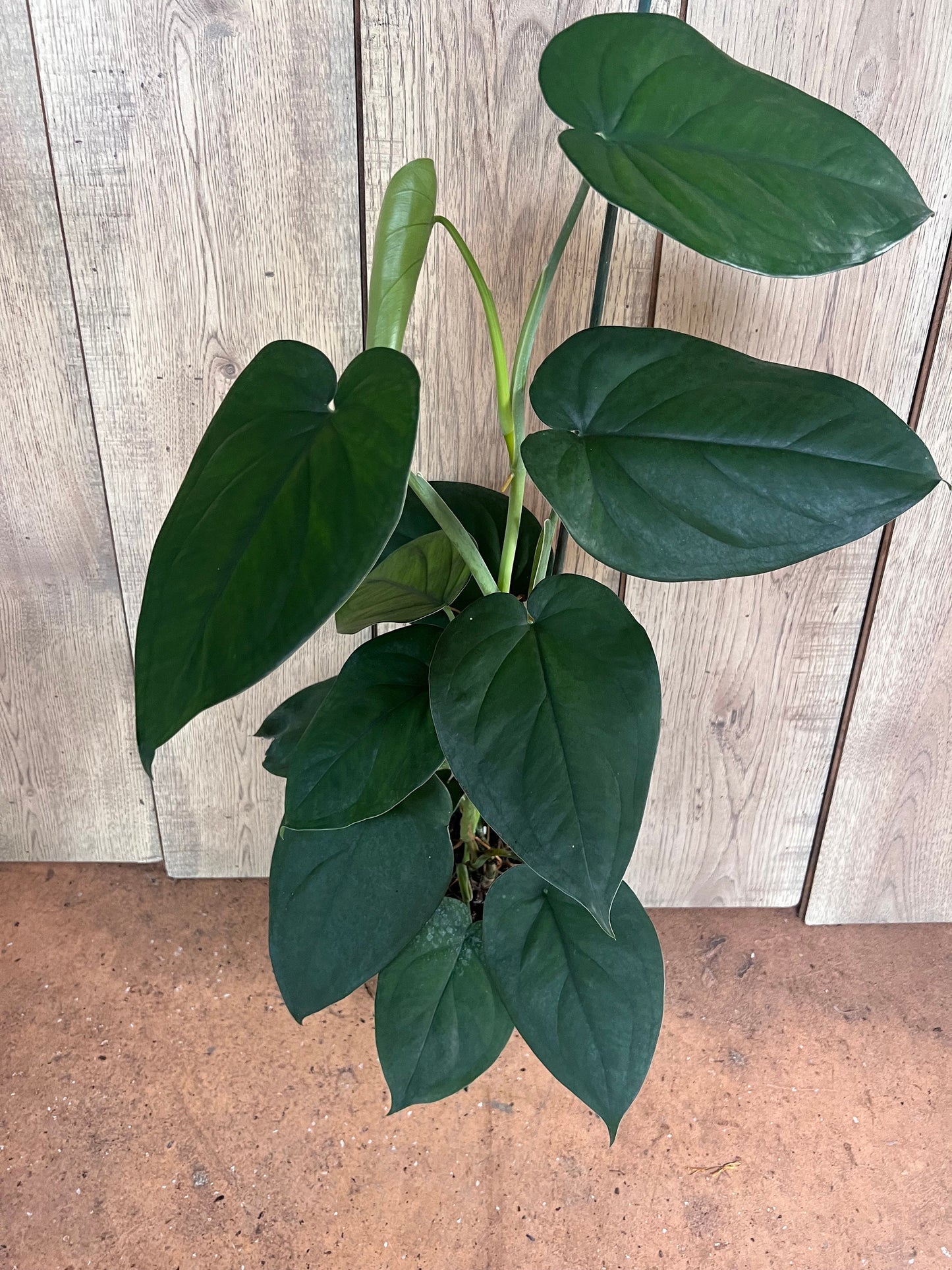 Syngonium chiapense in 6" Pot