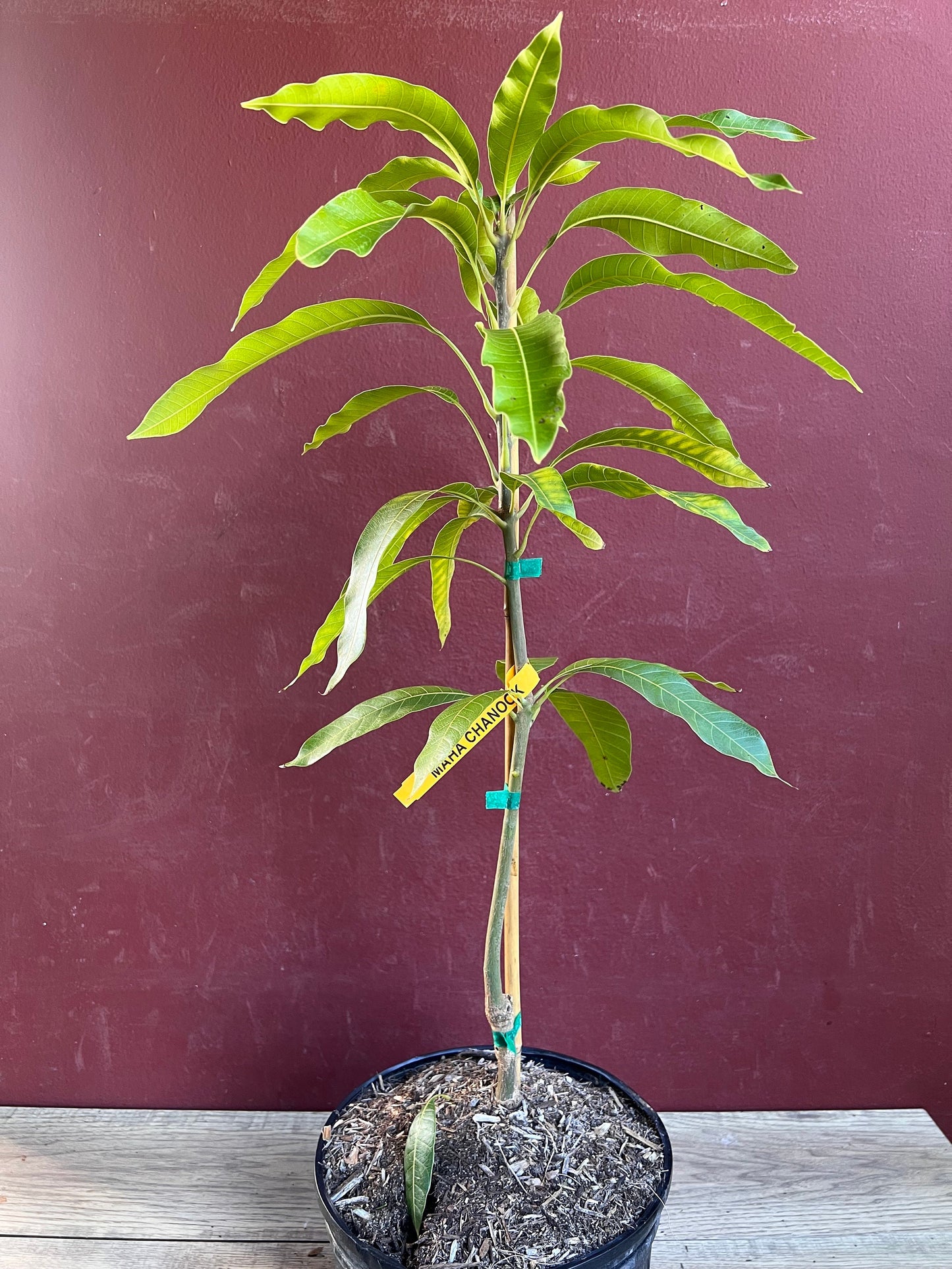 Maha Chanok mango , grafted in 3 gallons pot, Rainbow mango, No ship to HI