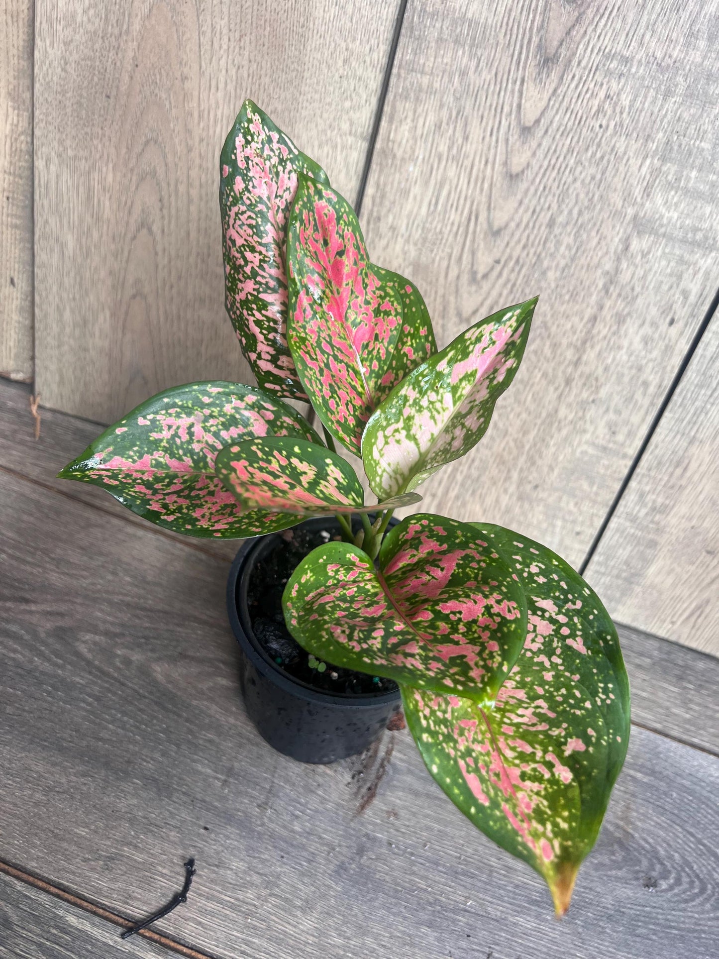 Aglaonema Wishes (Red Valentine) 4" Pot