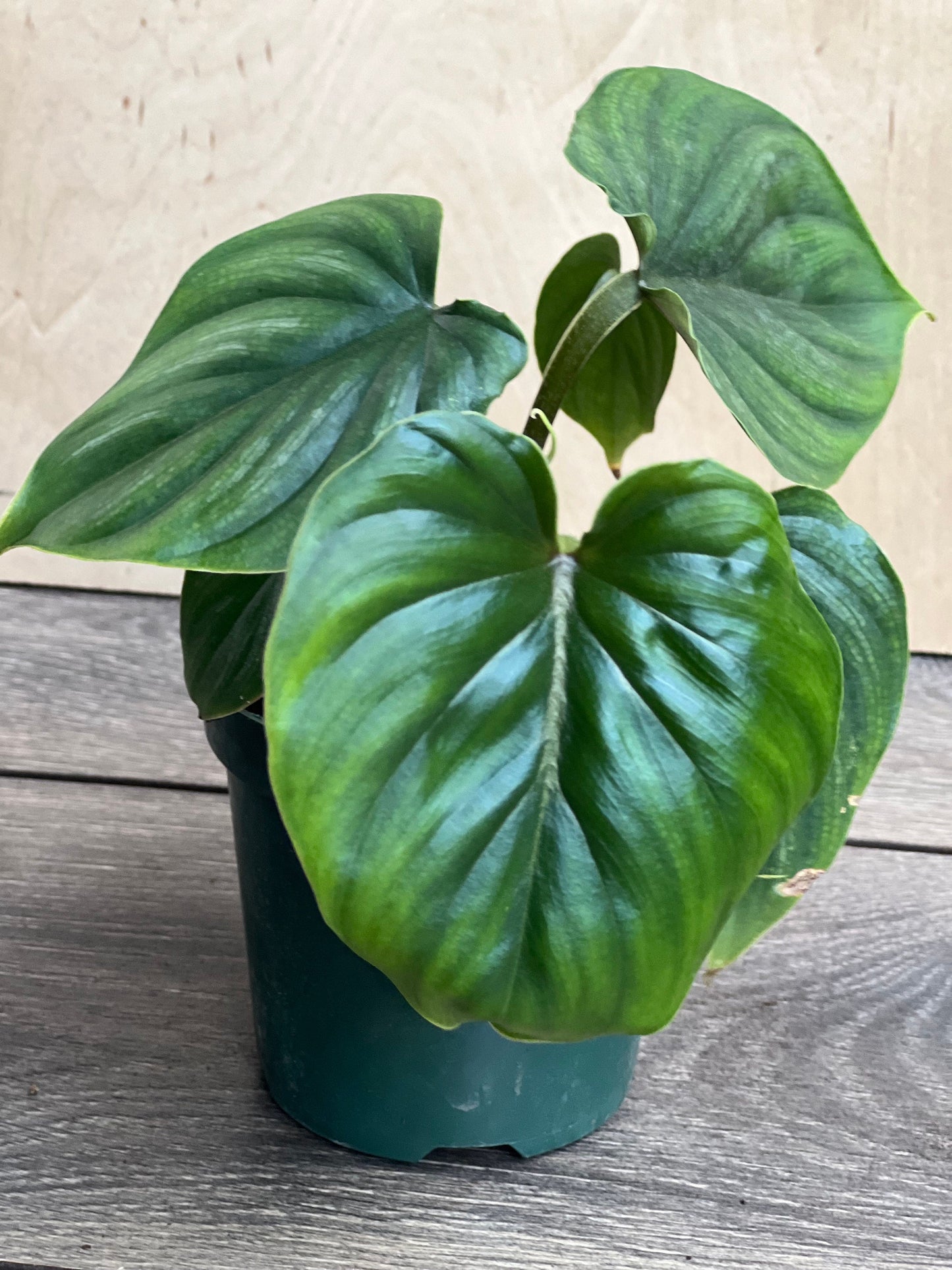 Philodendron Plowmanii in 4” Pot