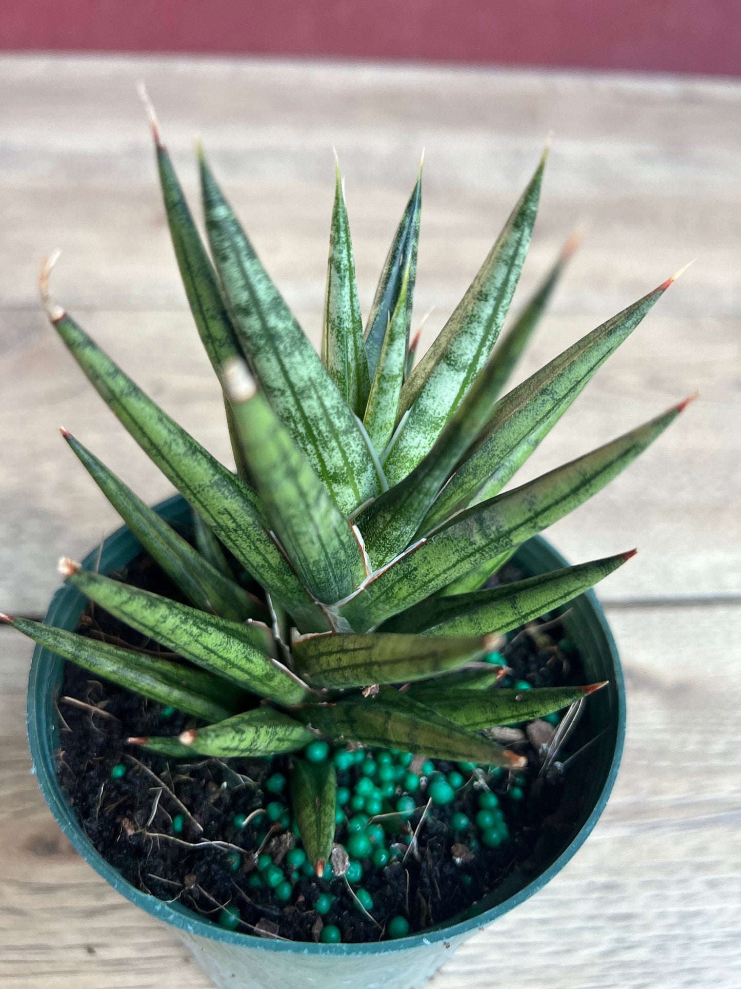 Sansevieria francisii 4”pot