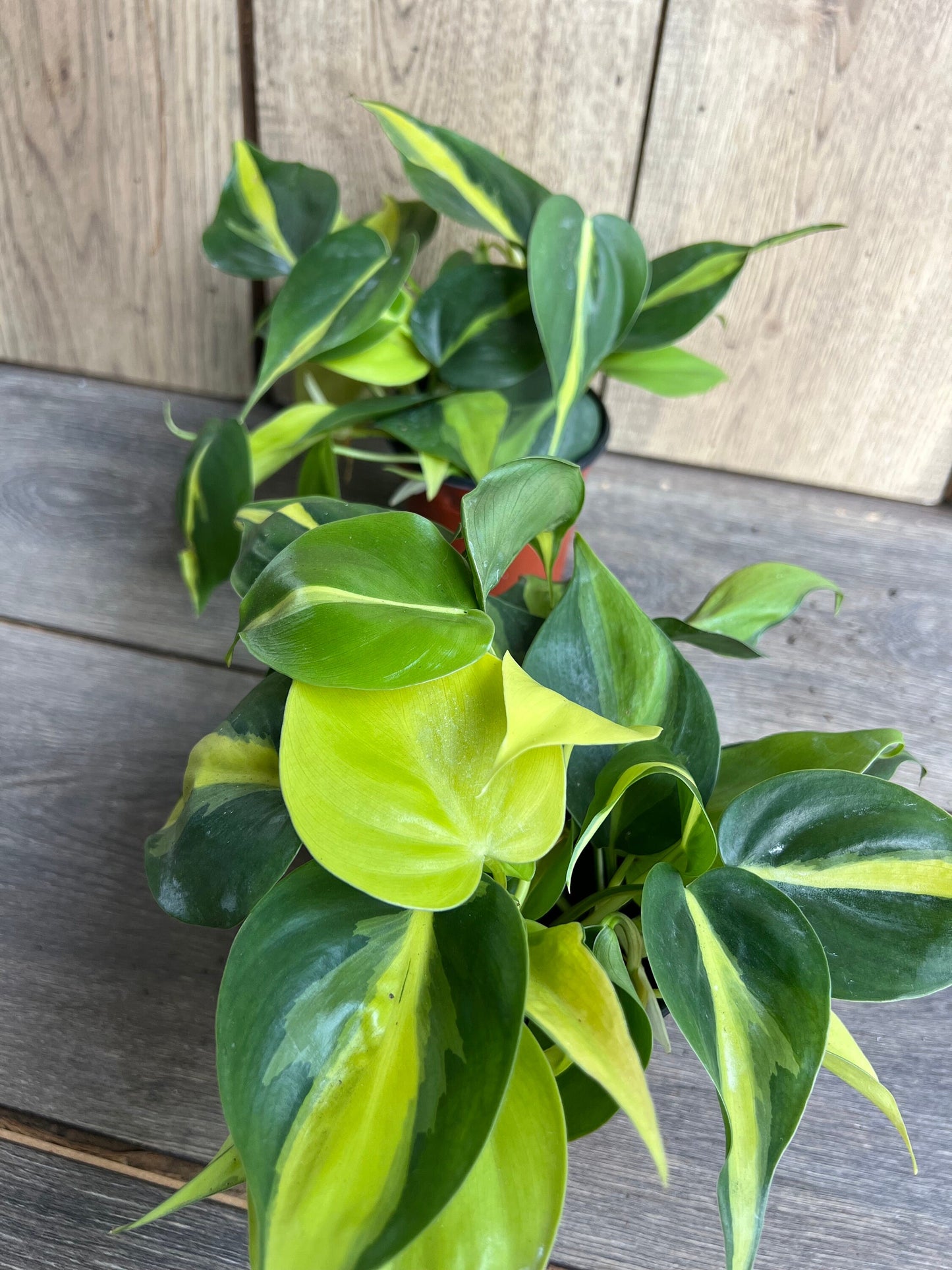 Philodendron Brasil. in 4” pot, philodendron hederaceum,trailing plant, house plant, variegated heart shaped philodendron