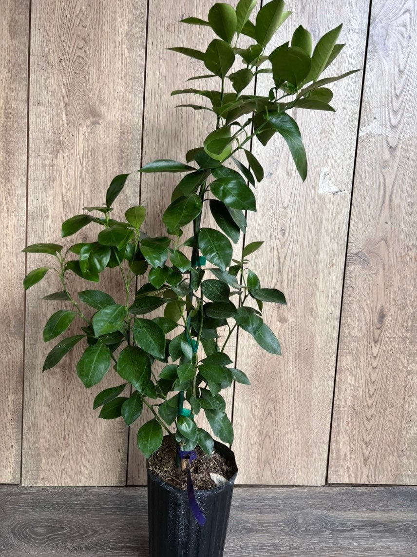 Calamondin , Calamansi , Grafted tree in Half Gallon Pot Tac chua, Florida Shipping Only