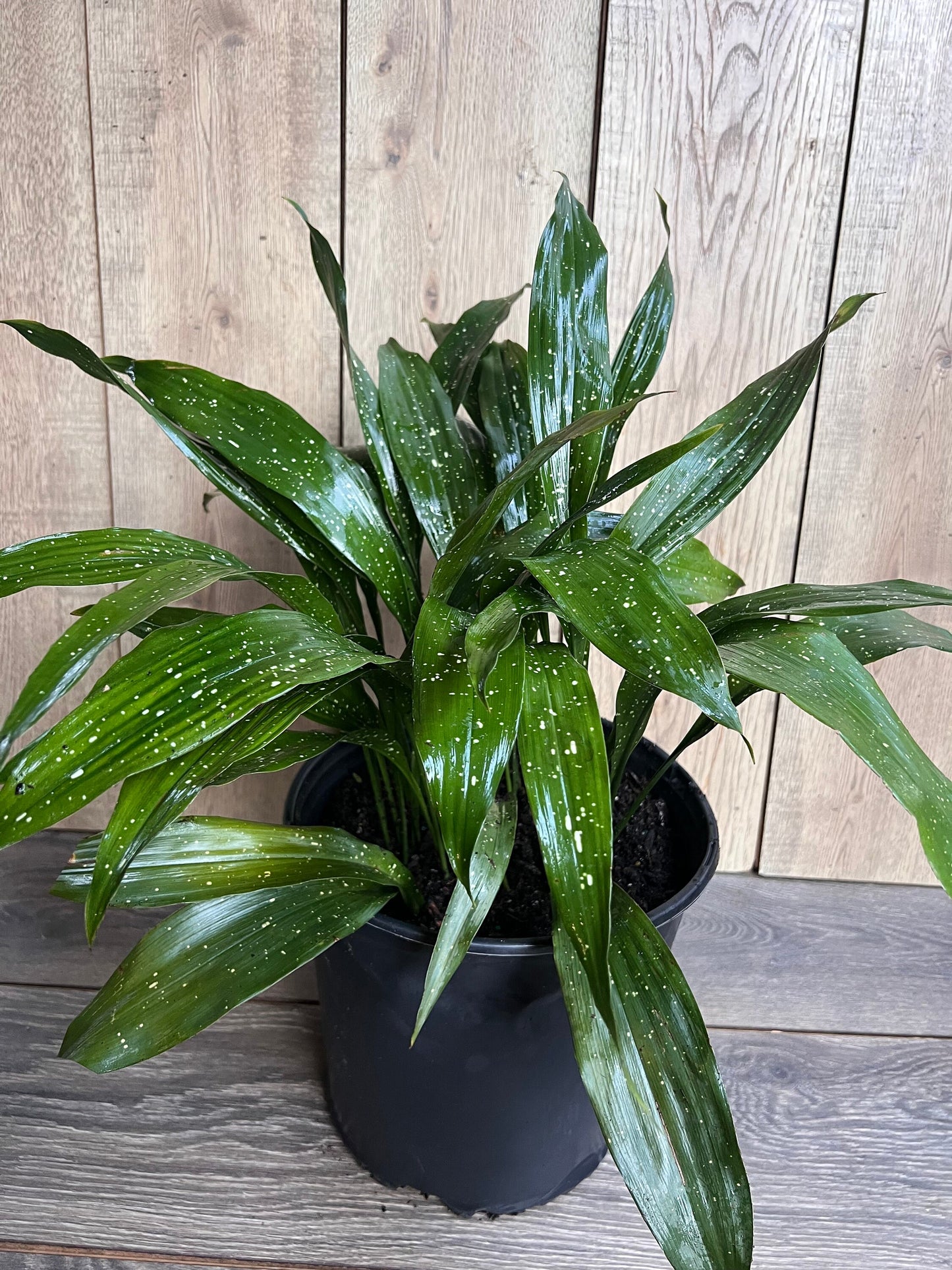 Aspidistra Elatior 'Milky Way' in 10" pot, Cast Ireon Plant