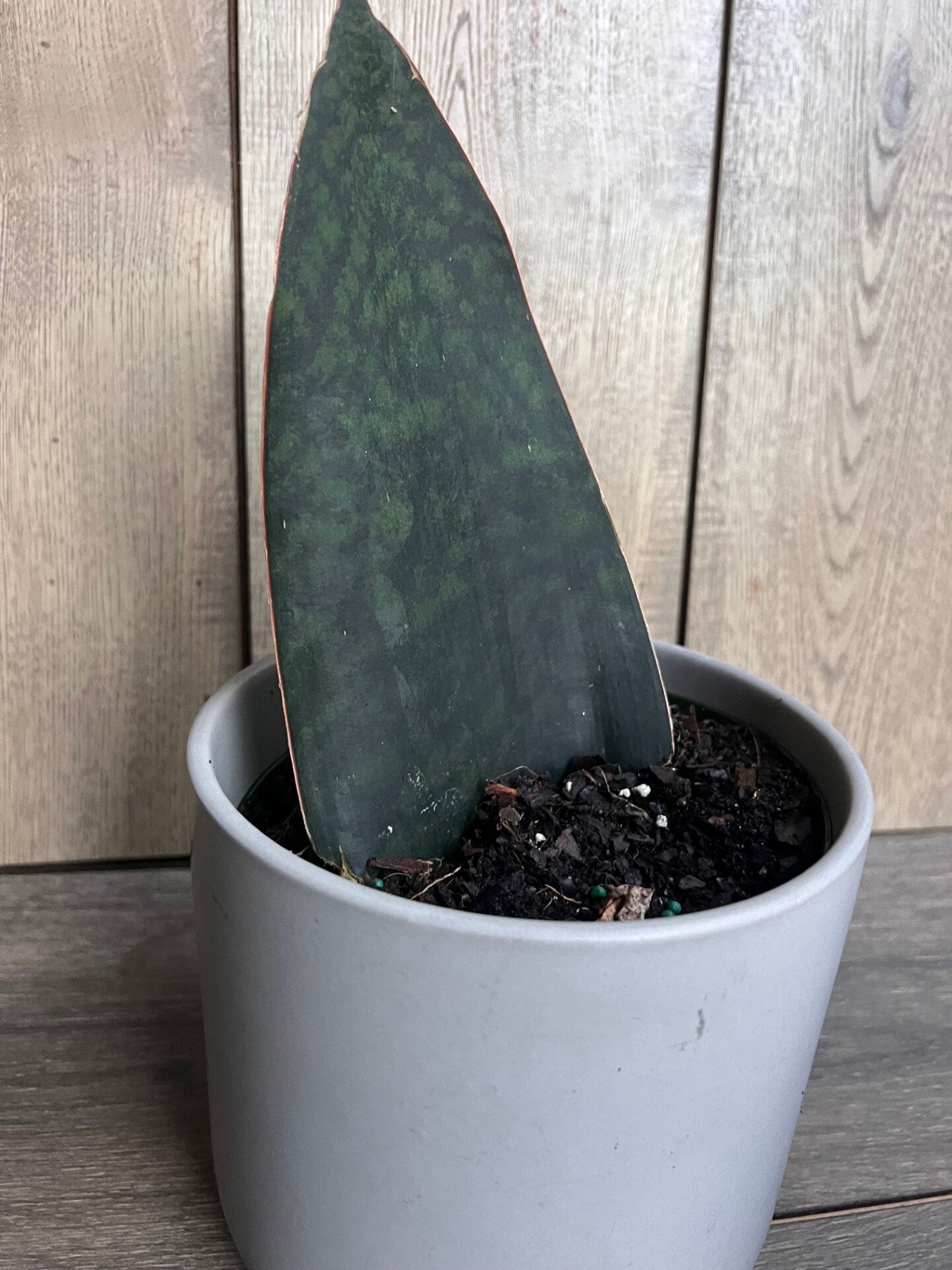 Sansevieria Masoniana, Sansevieria Whale Fin, Snake Plant in 6" Pot