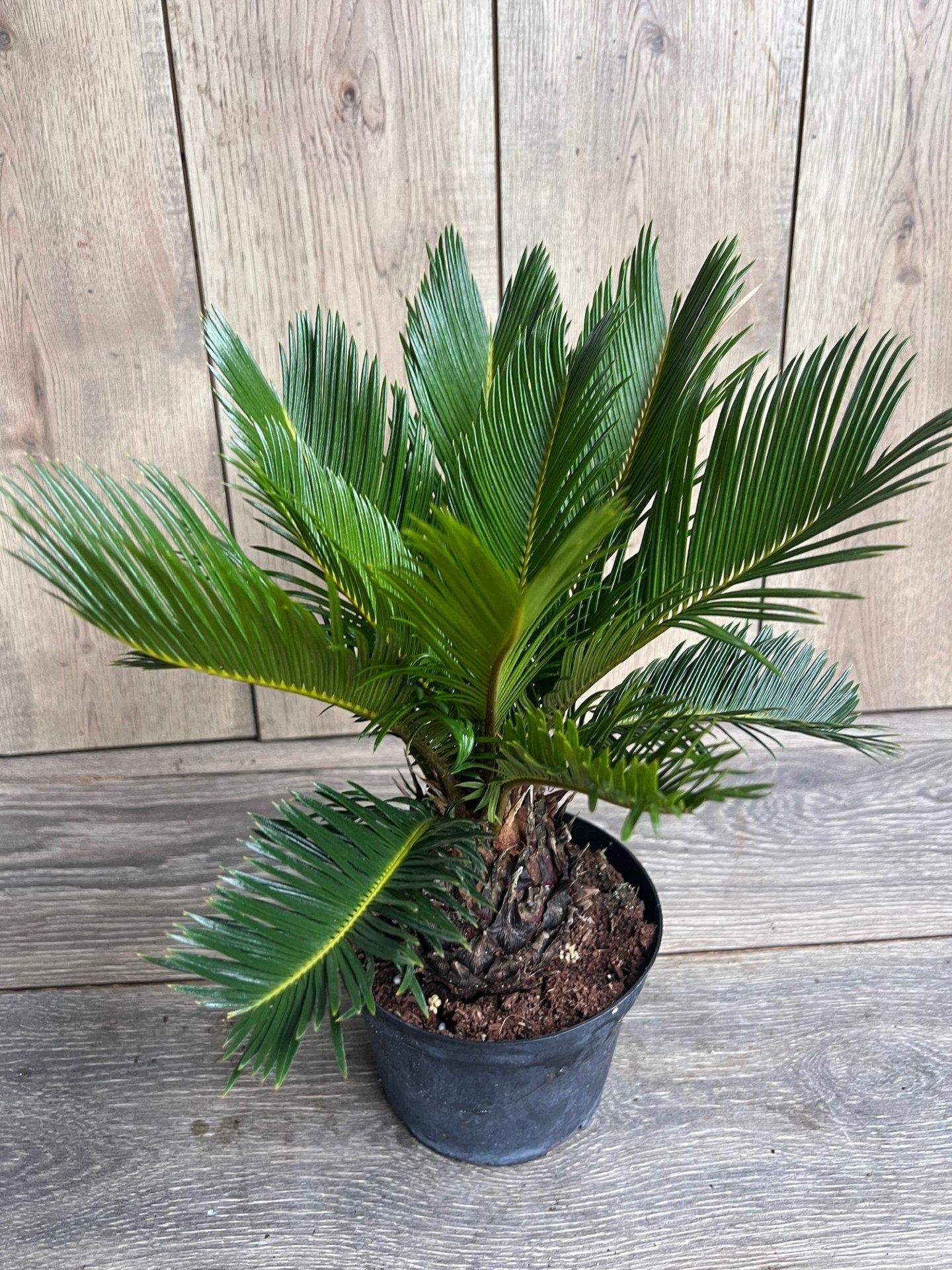 King Sago Palm 6" inch pot, Cycas revoluta