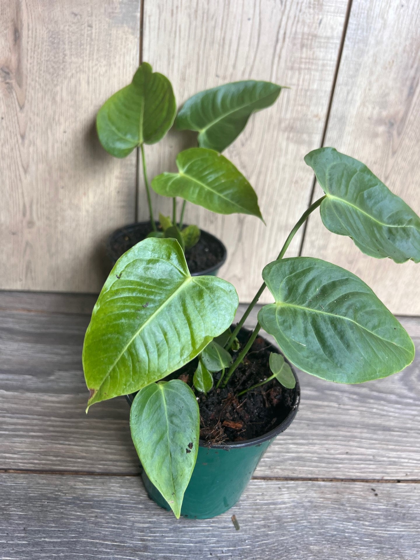 Anthurium veitchii ,king anthurium-in 4" Pot