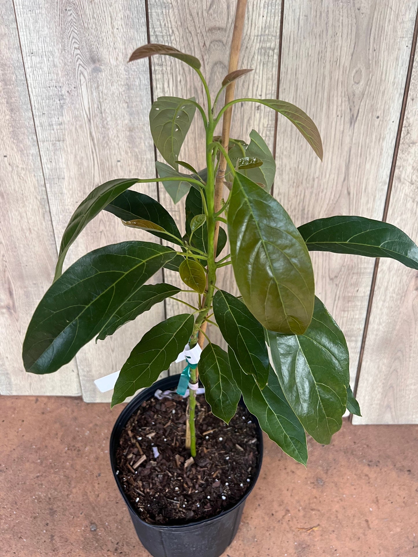 Haas Avocado Tree , Grafted in 3 Gallon Pot, No Ship to CA and HI