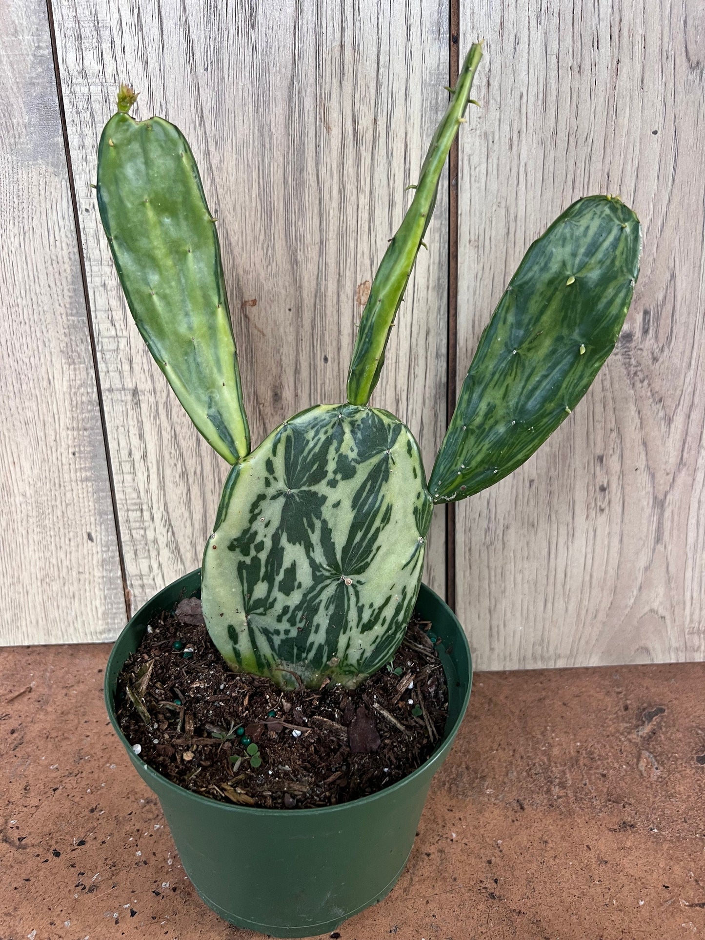 Variegated Opuntia, prickly pear variegated in 6" Pot, opuntia cactus